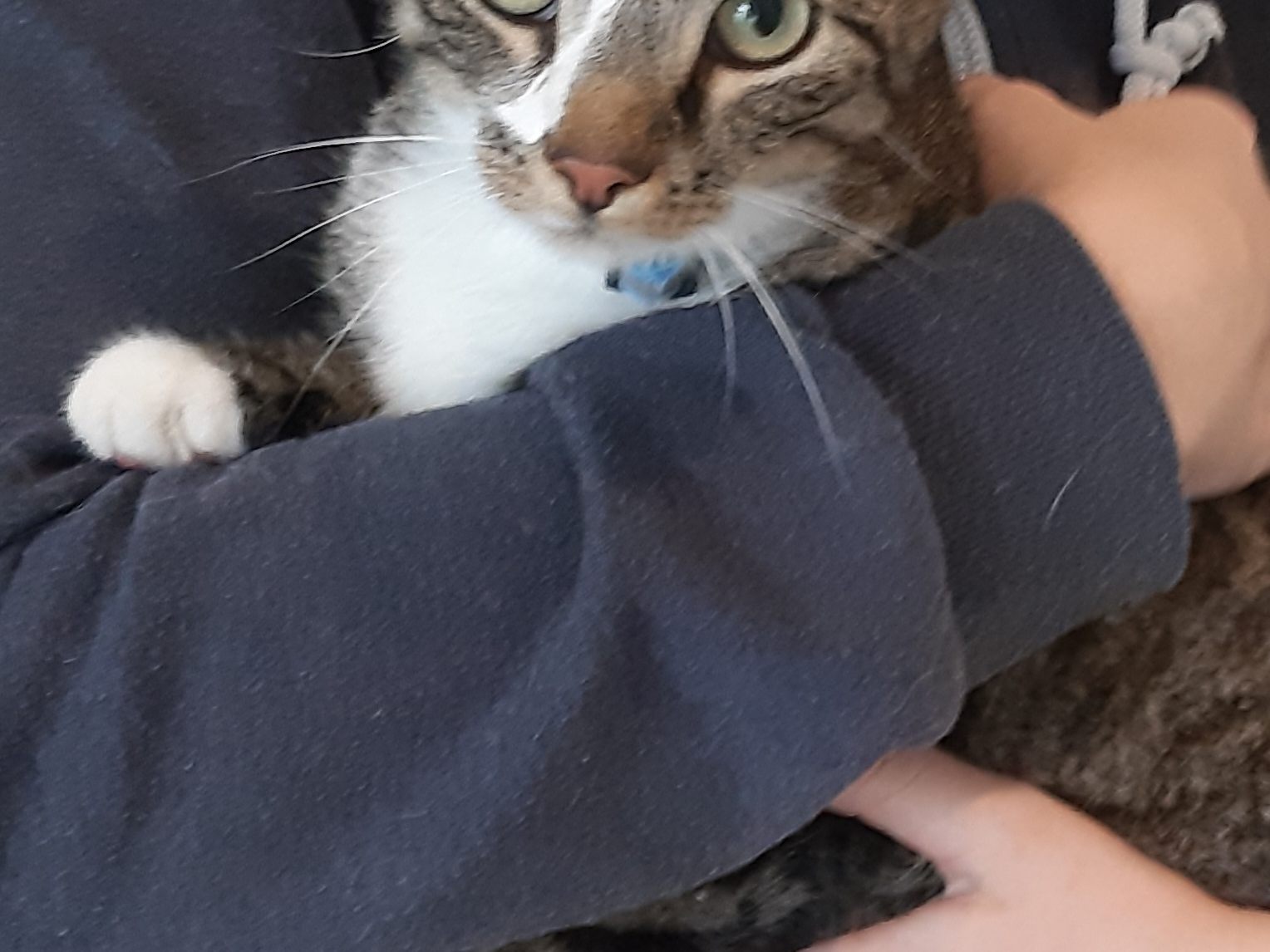 Benny, 3 Jahre
