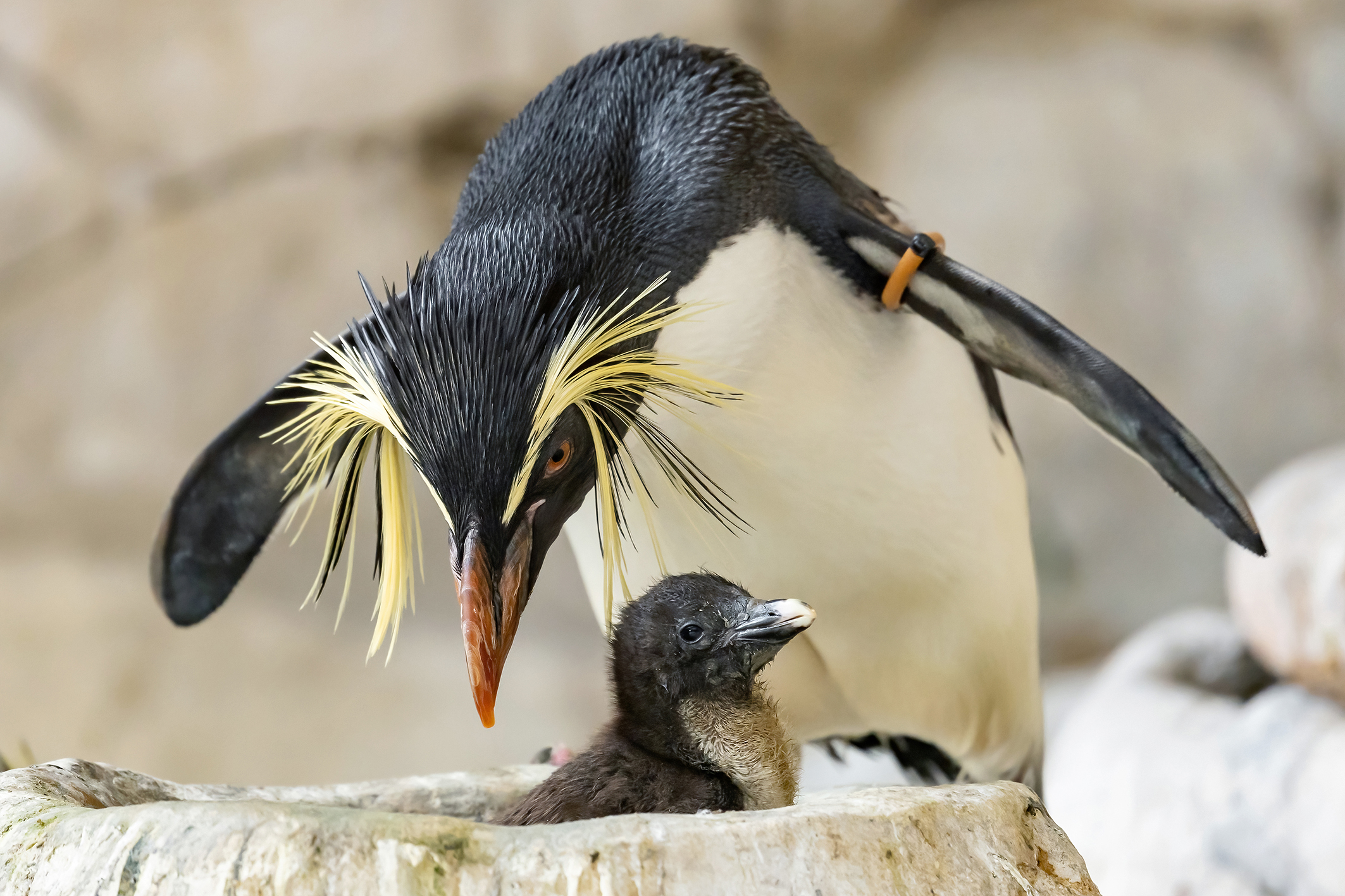 FELSENPINGUIN-KÜKEN IM TIERGARTEN SCHÖNBRUNN