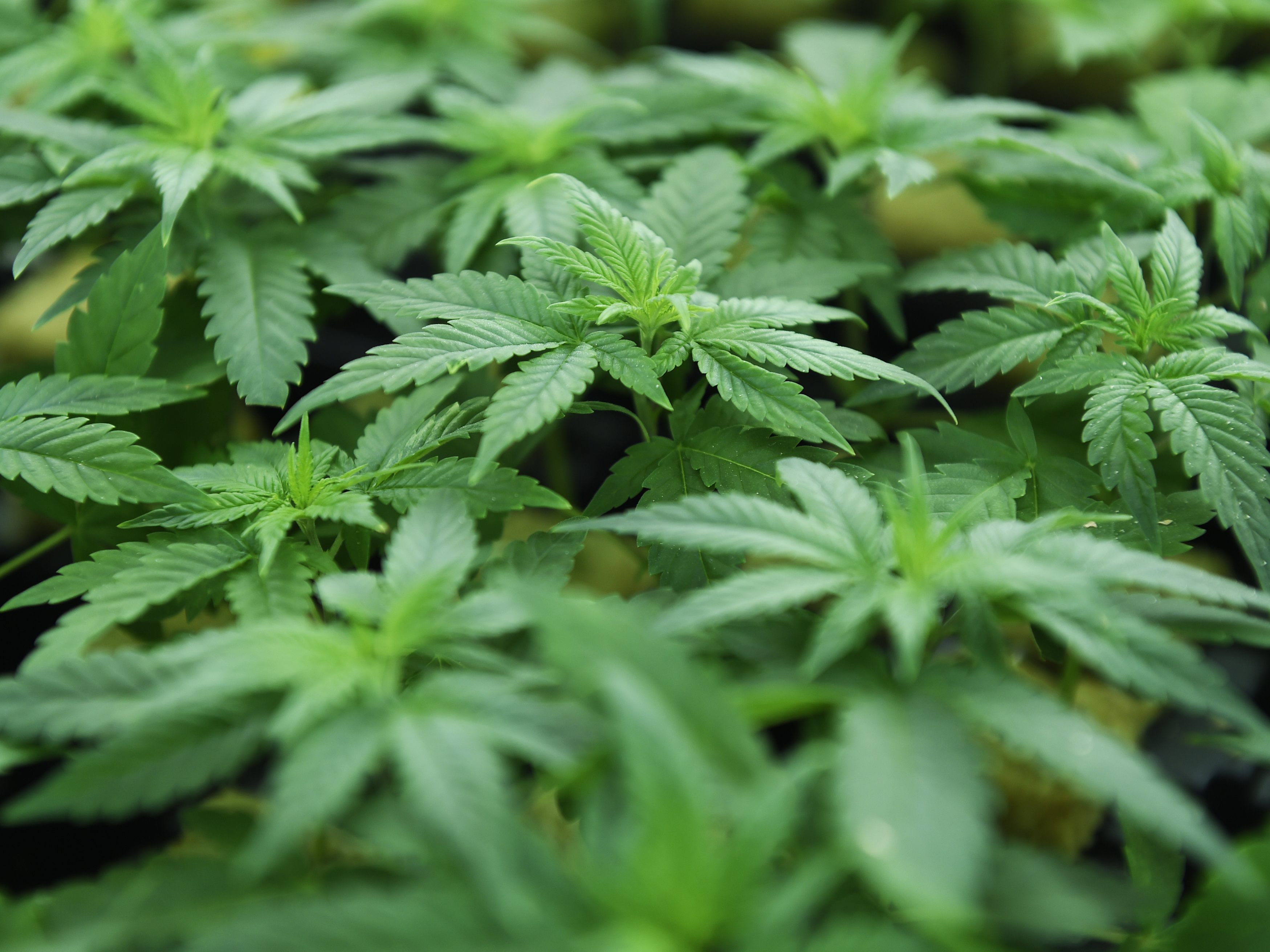 Laut den Vereinten Nationen belastet der stärkere Cannabiskonsum die Gesundheitssysteme. Laut den Vereinten Nationen belastet der stärkere Cannabiskonsum die Gesundheitssysteme.