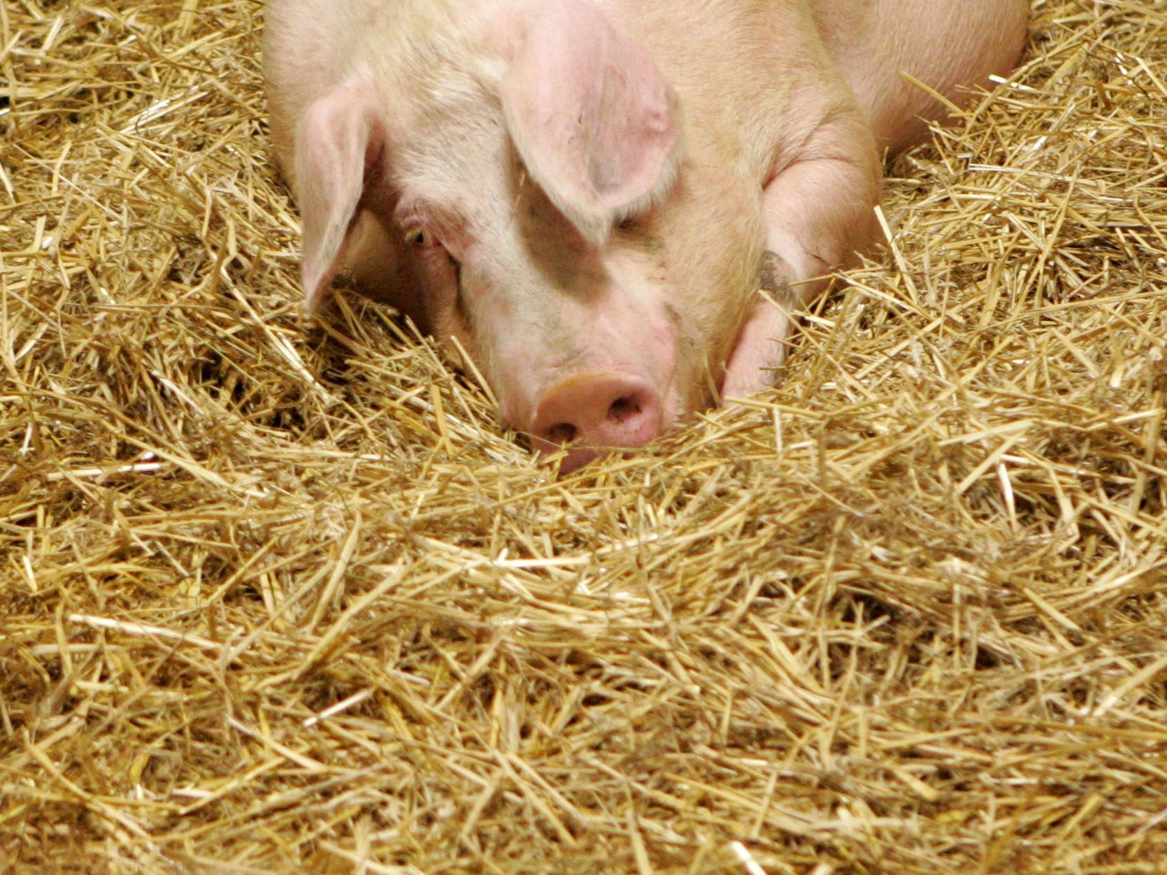 Bericht: Ein AMA-zertifizierter Schweinemastbetrieb wurde in Niederösterreich gesperrt.