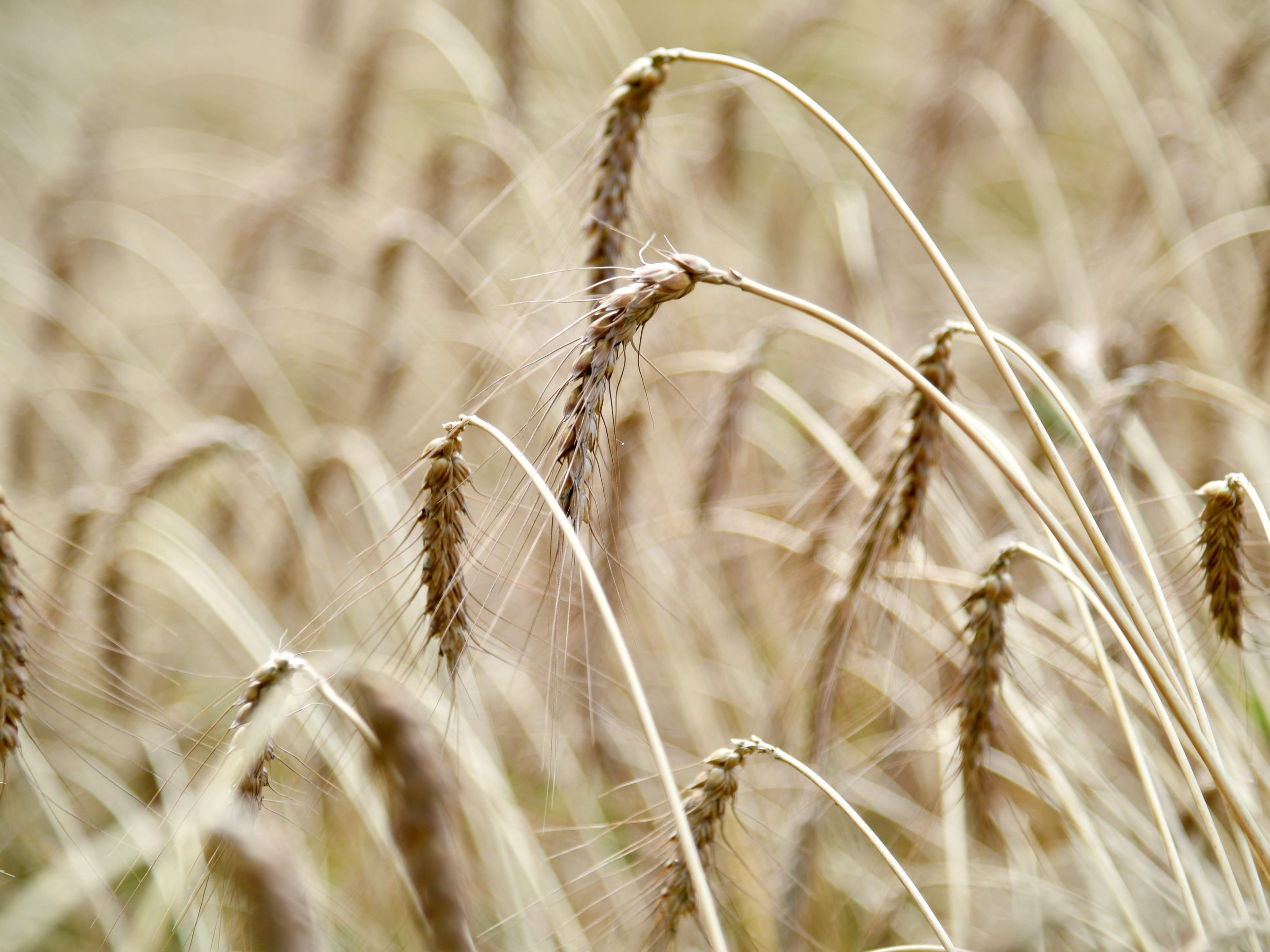 Aufgrund der Niederschläge wird heuer eine bessere Ernte erwartet als im Jahr davor. Aufgrund der Niederschläge wird heuer eine bessere Ernte erwartet als im Jahr davor.