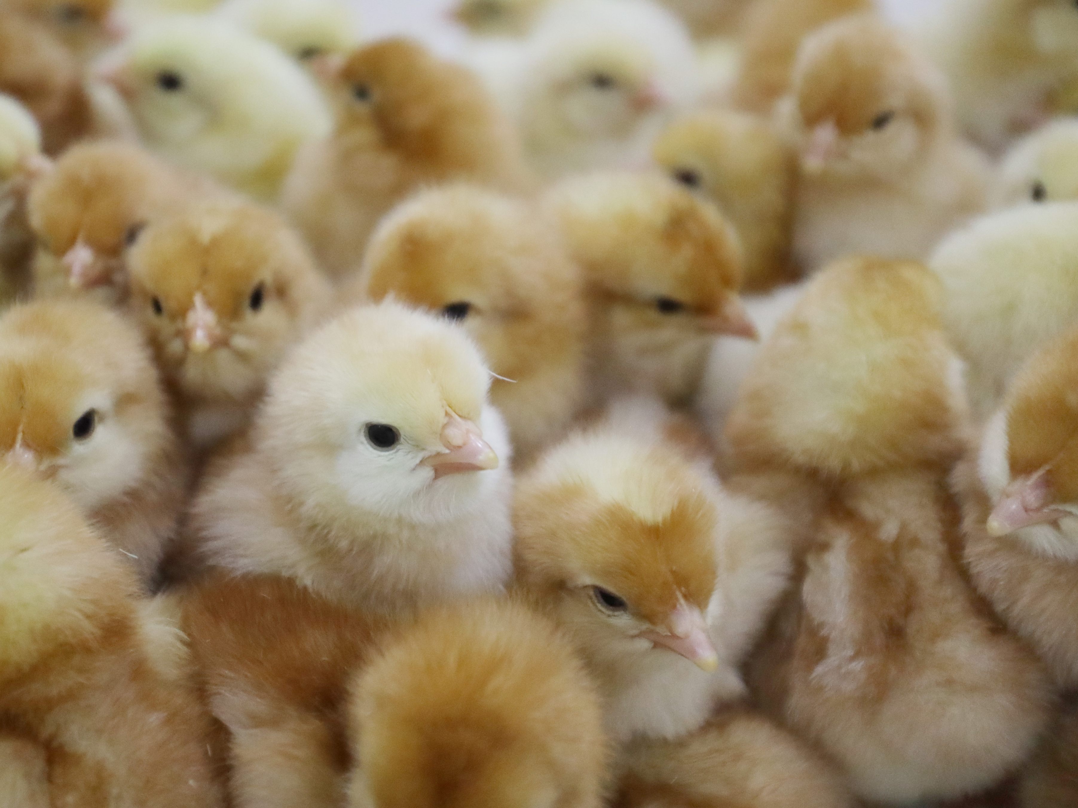 Tierschutzorganisationen wollen Aus für "Tötung von Hunderten Millionen Küken und Entenküken pro Jahr". Tierschutzorganisationen wollen Aus für "Tötung von Hunderten Millionen Küken und Entenküken pro Jahr".
