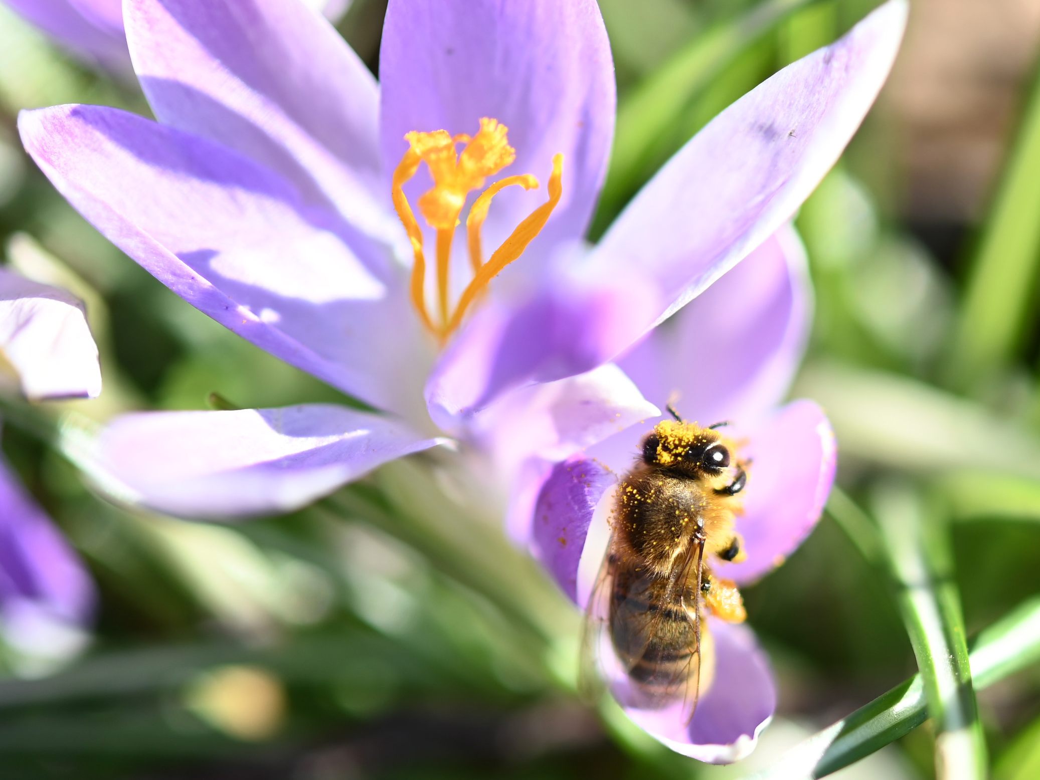 Heuer gab es geringe Winterverluste bei den Bienen in Österreich.