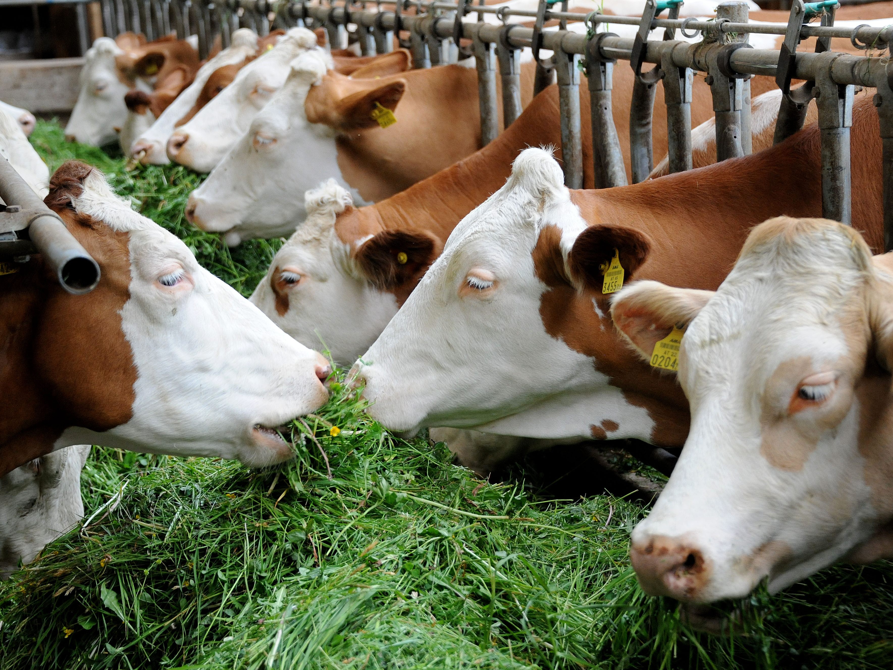 Österreichs Kühe gaben im Vorjahr 3,8 Millionen Tonnen Milch