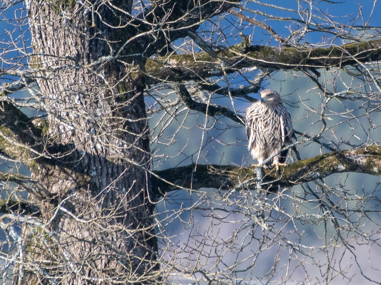 Kaiseradler "Artemisia" flog bis nach Luxemburg. Nun wurde der Vogel tot im Burgenland gefunden.