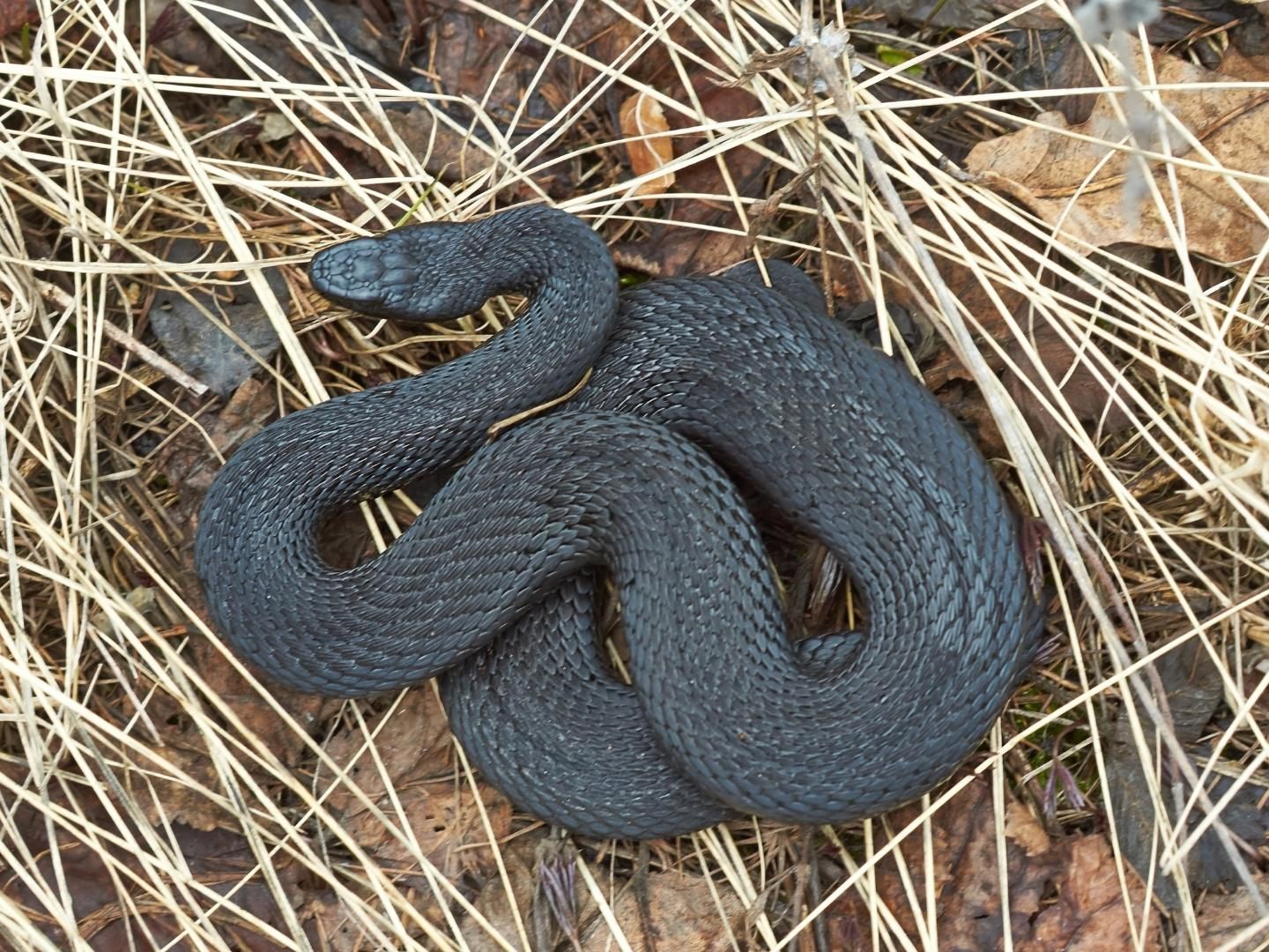 Schwarze Kreuzotter