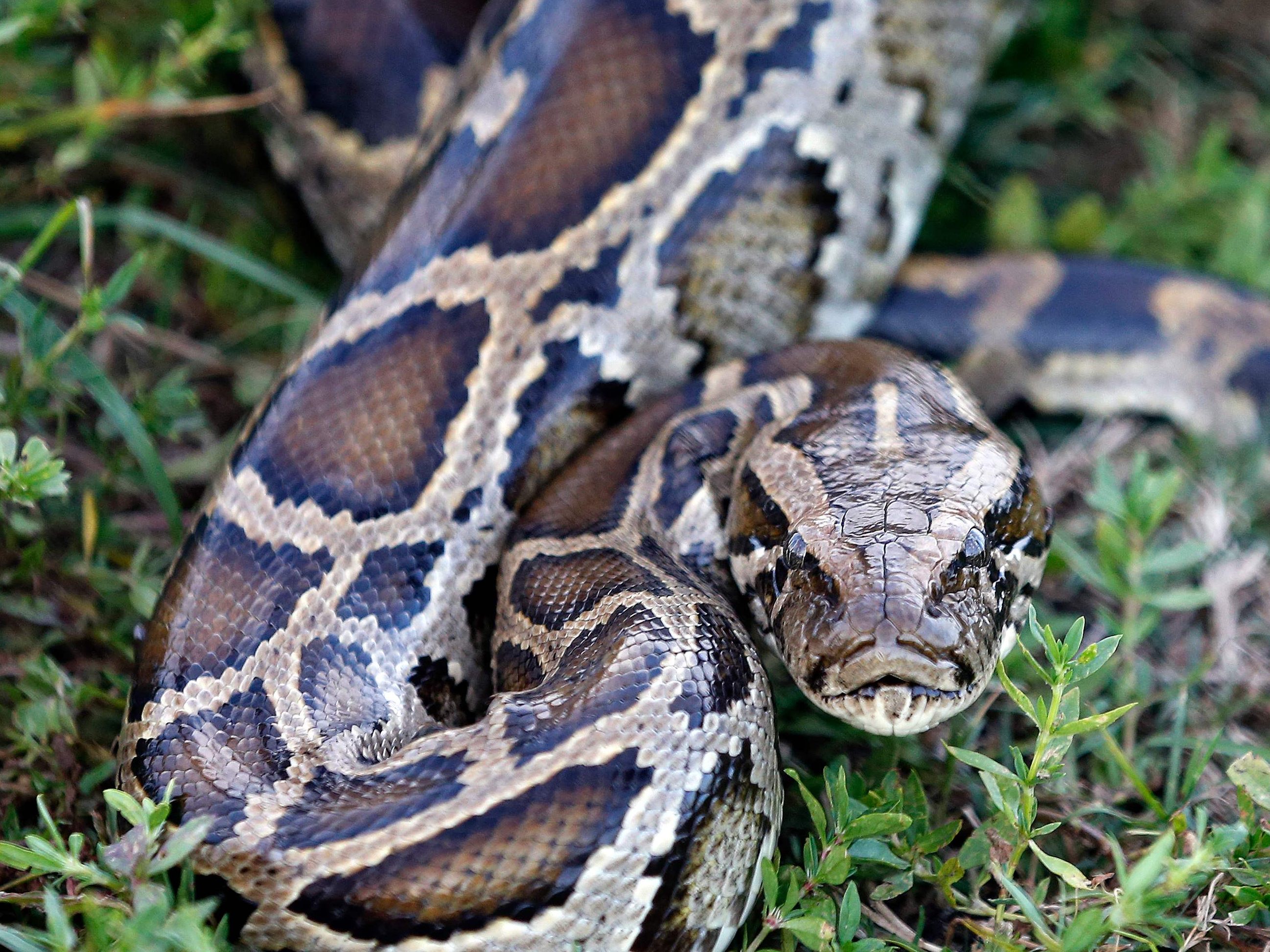 Die Python hatte sich eine Katze als Mahlzeit ausgesucht.