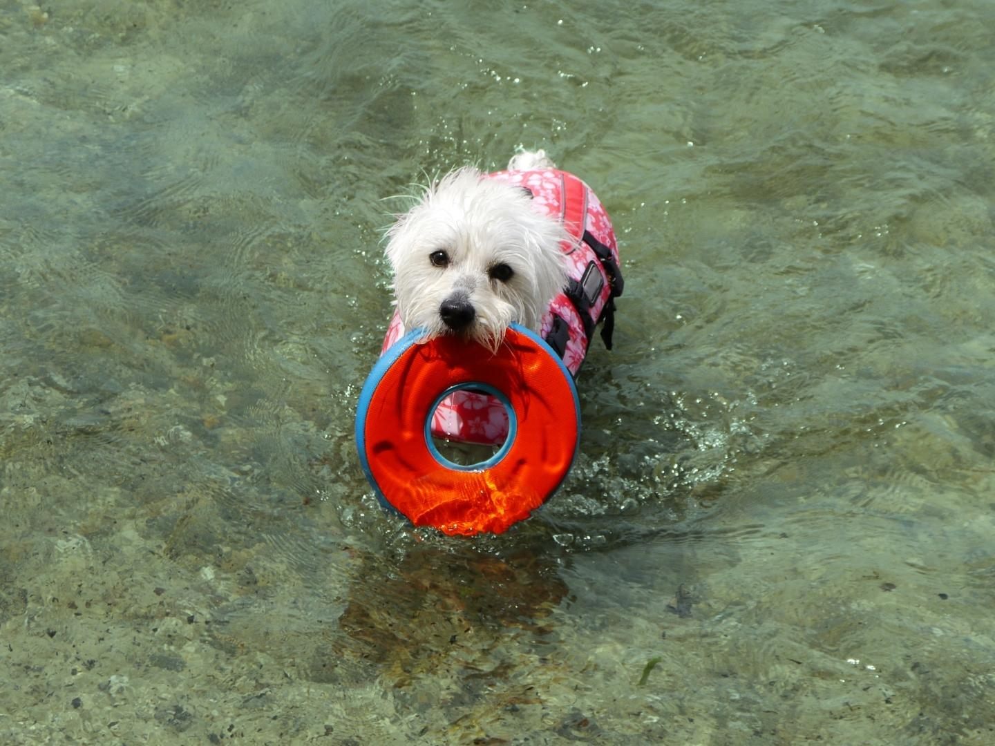 Dieser Hund wollte eigentlich nur sein Spielzeug aus dem Wasser holen ...