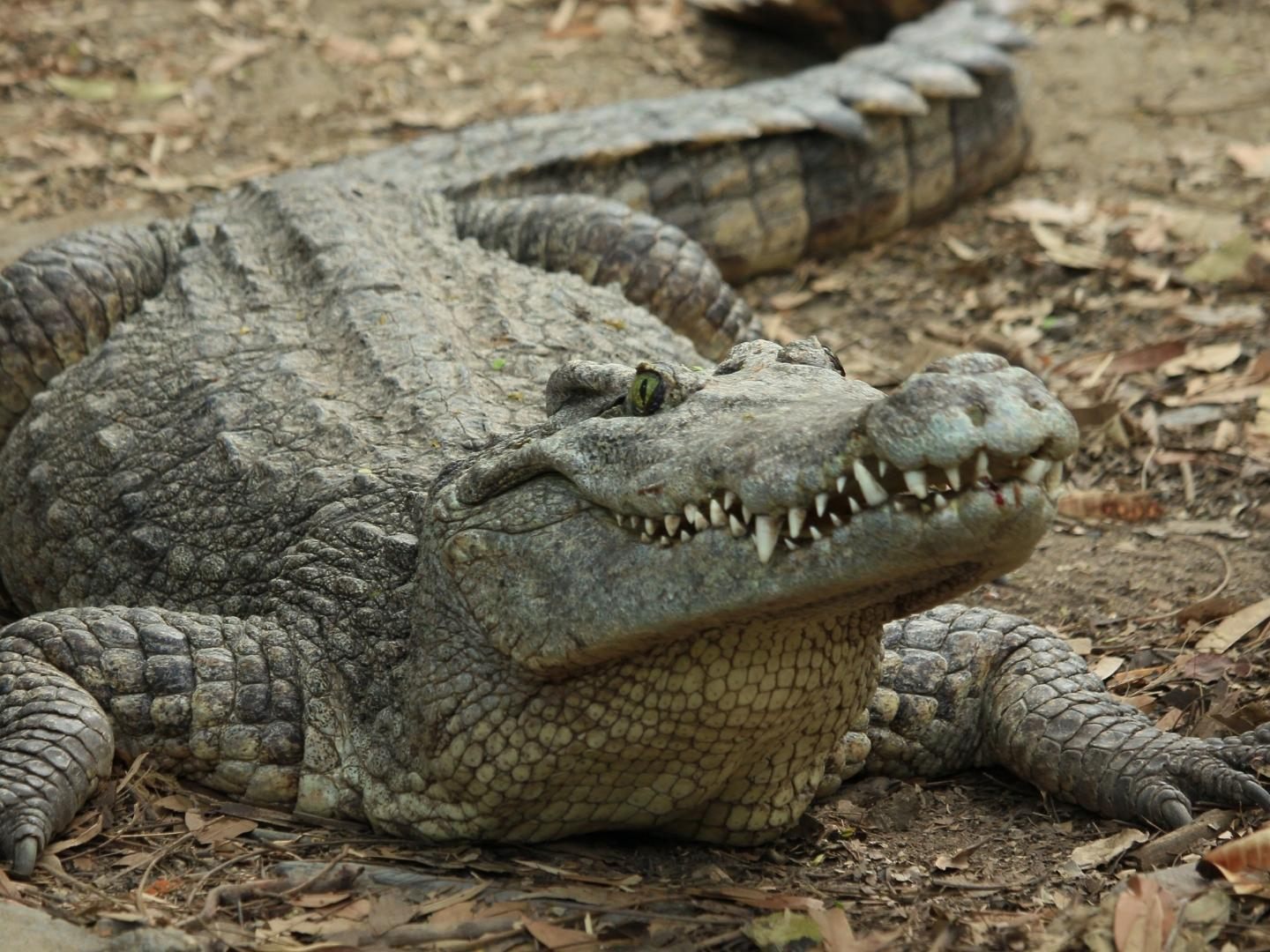 Ein Krokodil stattete einem Barbesitzer in Australien einen Besuch ab.