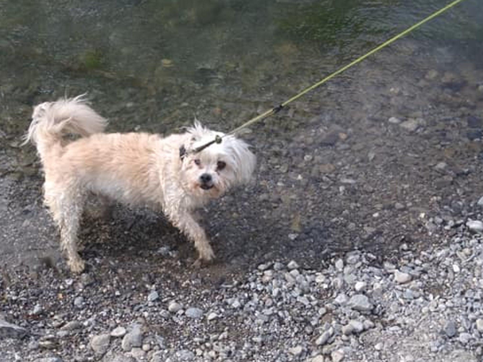 Schlins hat ein eigenes Hundekonzept beschlossen Schlins hat ein eigenes Hundekonzept beschlossen
