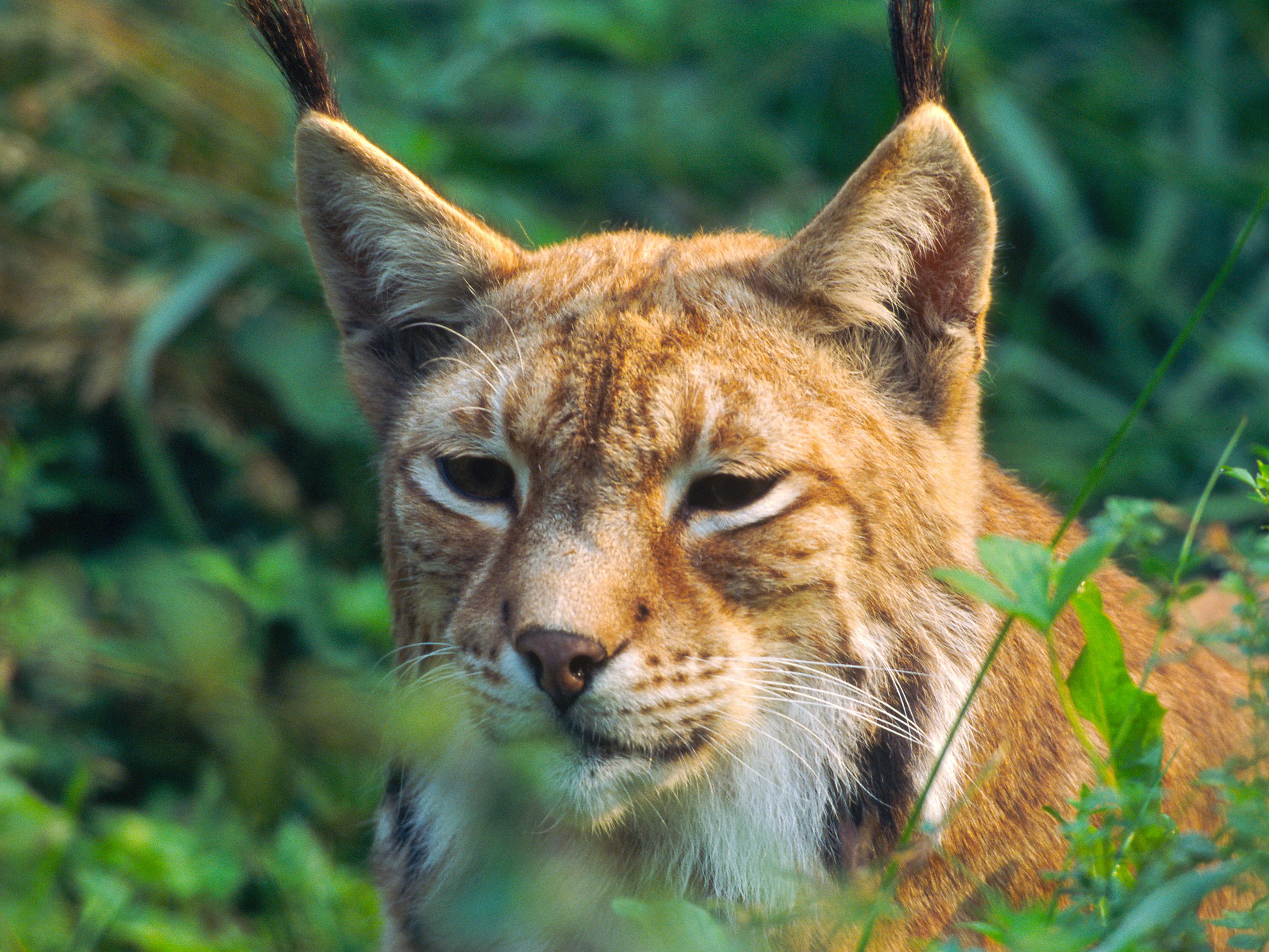 Laut WWF ist der Luchs in Österreich regional vom Aussterben bedroht. Laut WWF ist der Luchs in Österreich regional vom Aussterben bedroht.