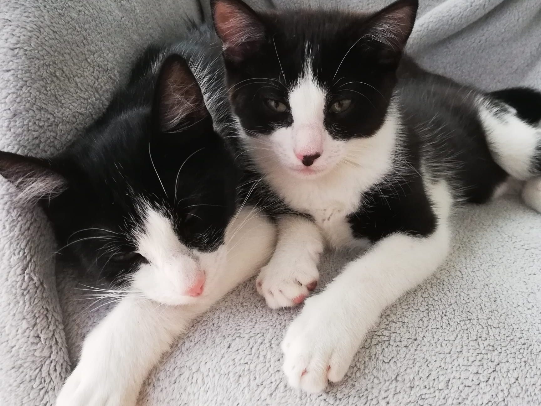 Lotte und ihr Peppi