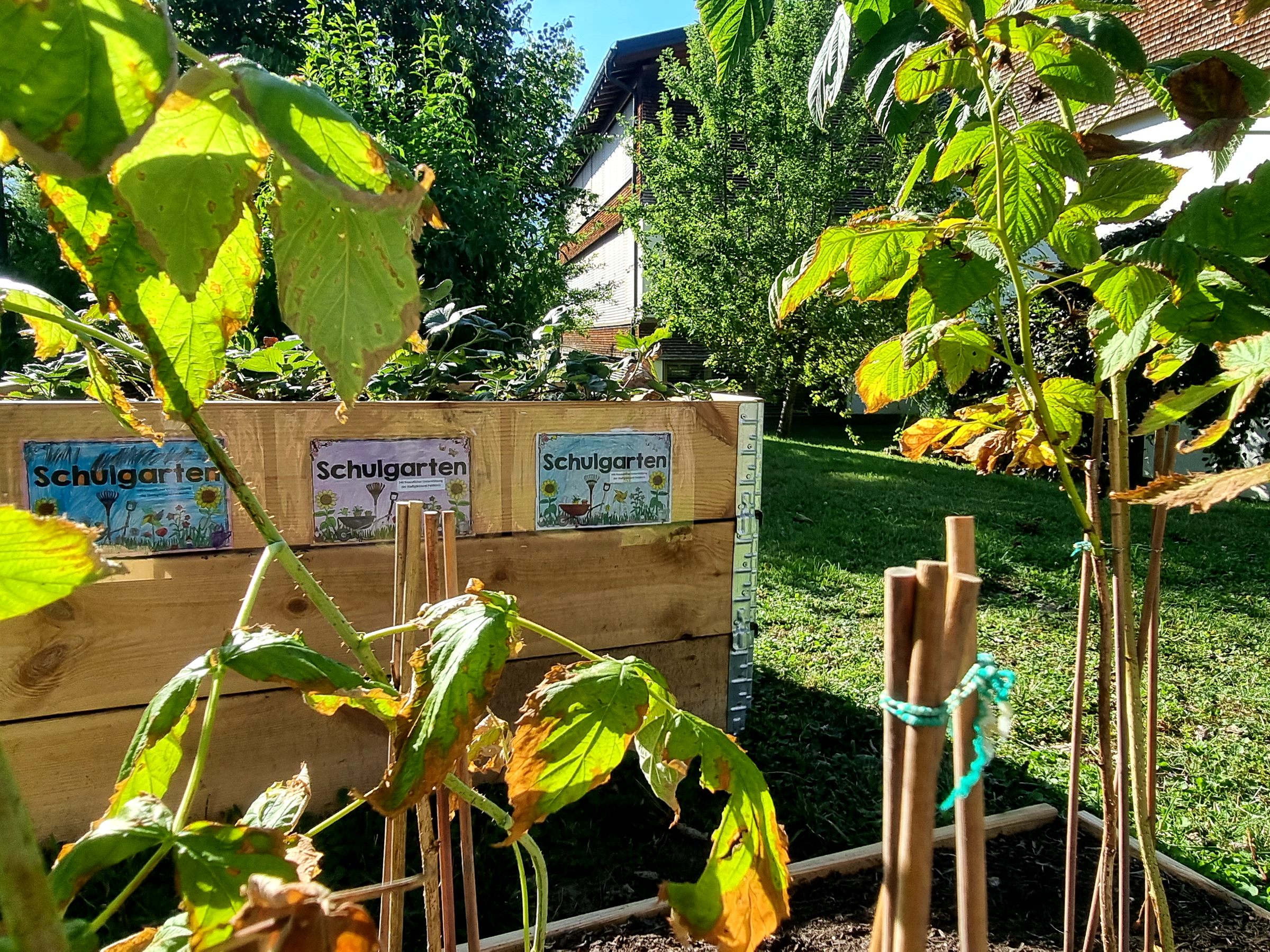 Im eigenen Schulgarten gibts auch noch Beeren zum Naschen.