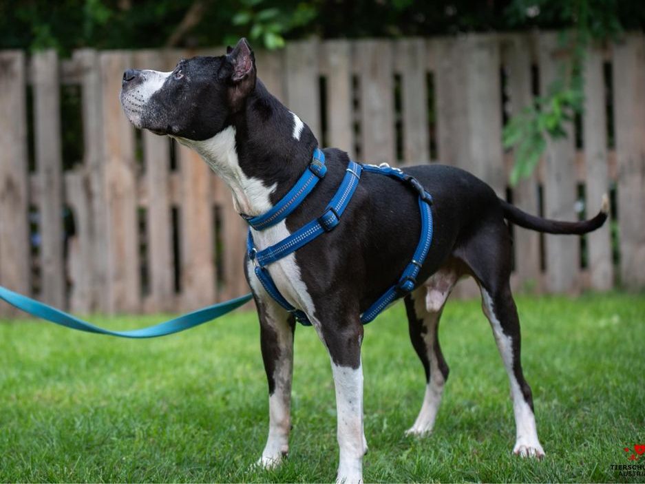 Hundesenior "Nicolai" hat nach Jahren im Tierschutzhaus Vösendorf ein Zuhause gefunden.