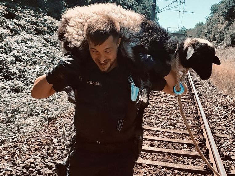 Polizisten konnten das Schaf retten. Polizisten konnten das Schaf retten.