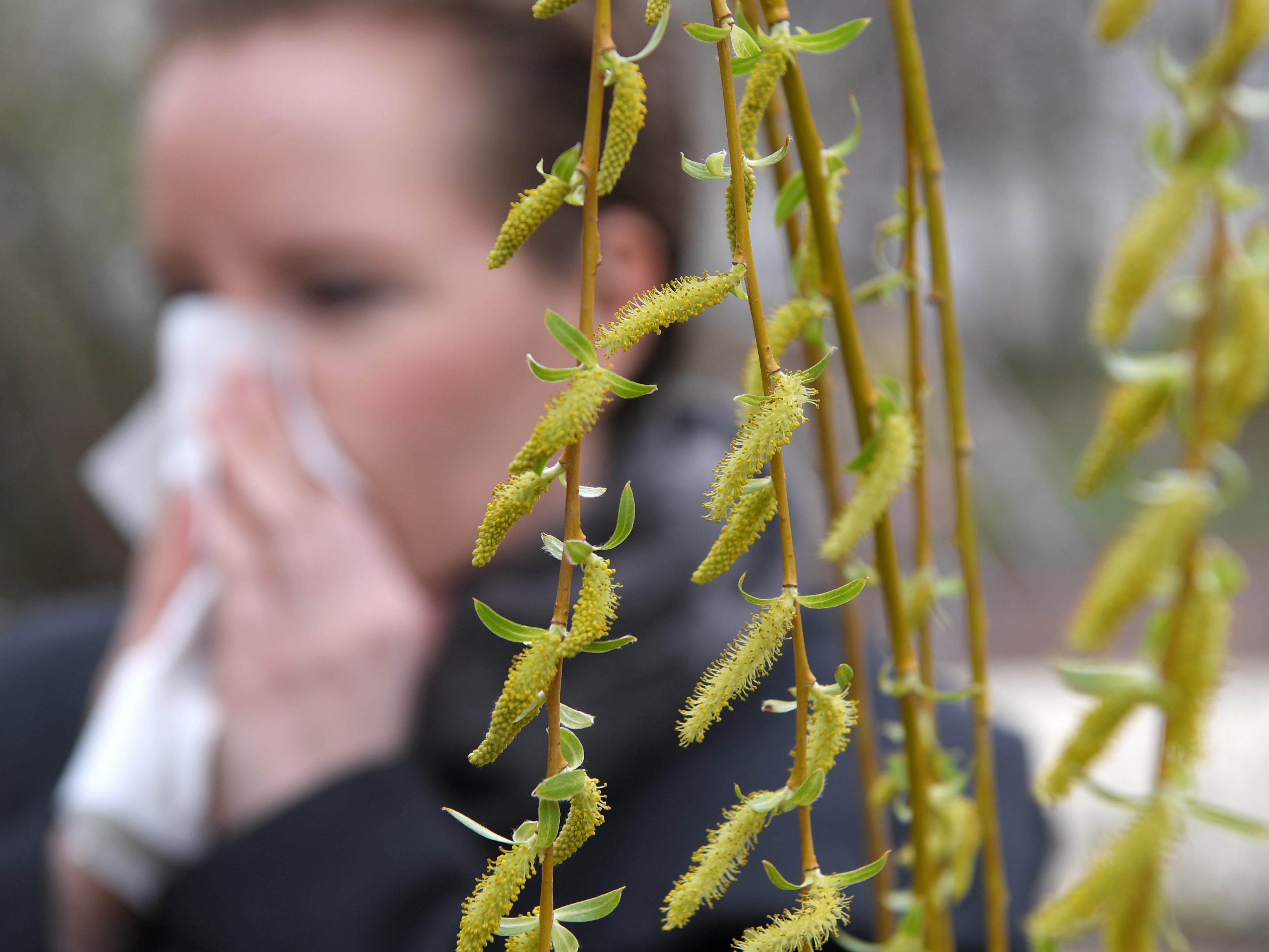 4 natürliche Allergiemittel, die wirken. 4 natürliche Allergiemittel, die wirken.