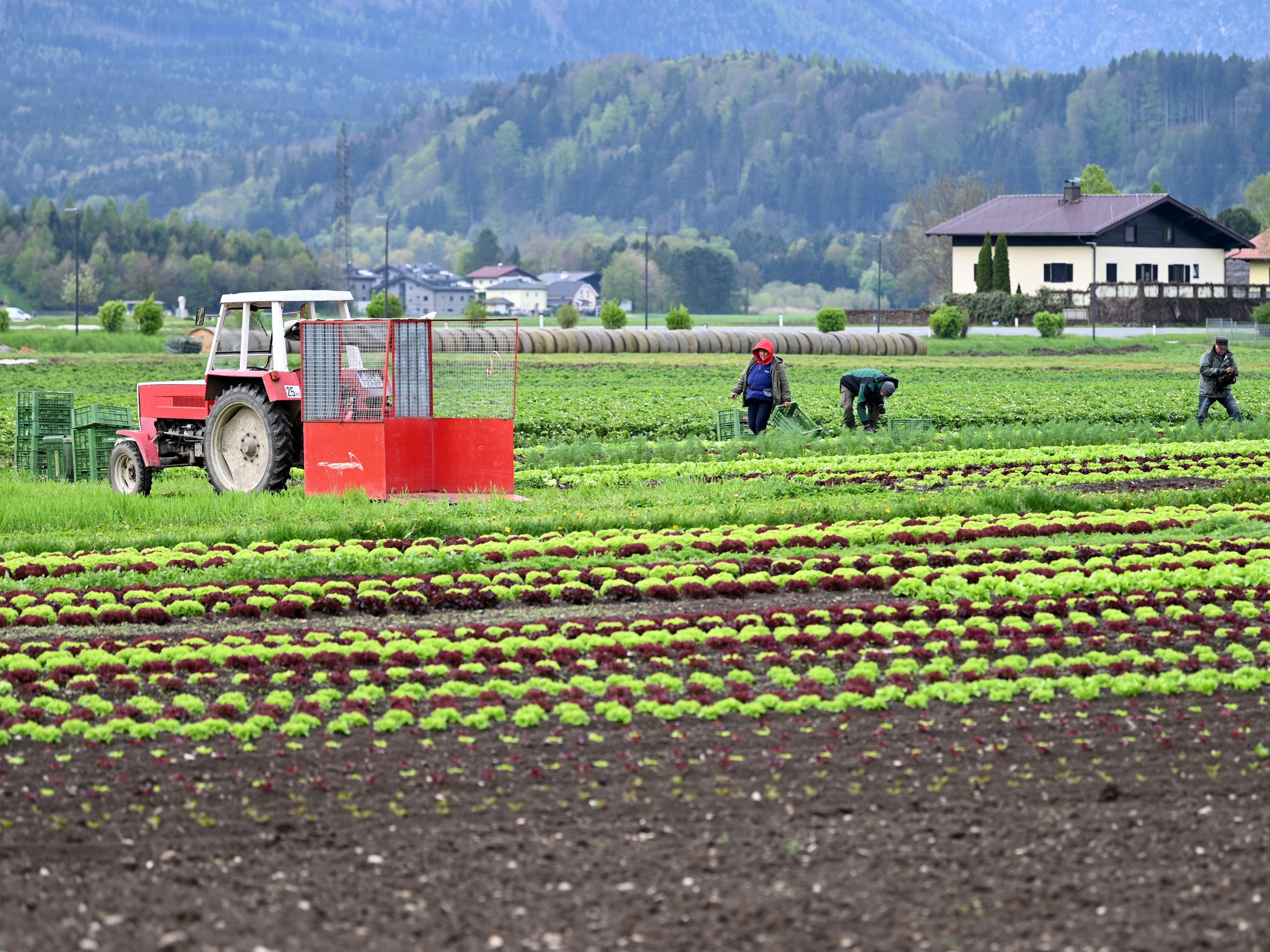 Landwirtschaftliche Einkommen sind dank hoher Preise 2021 gestiegen