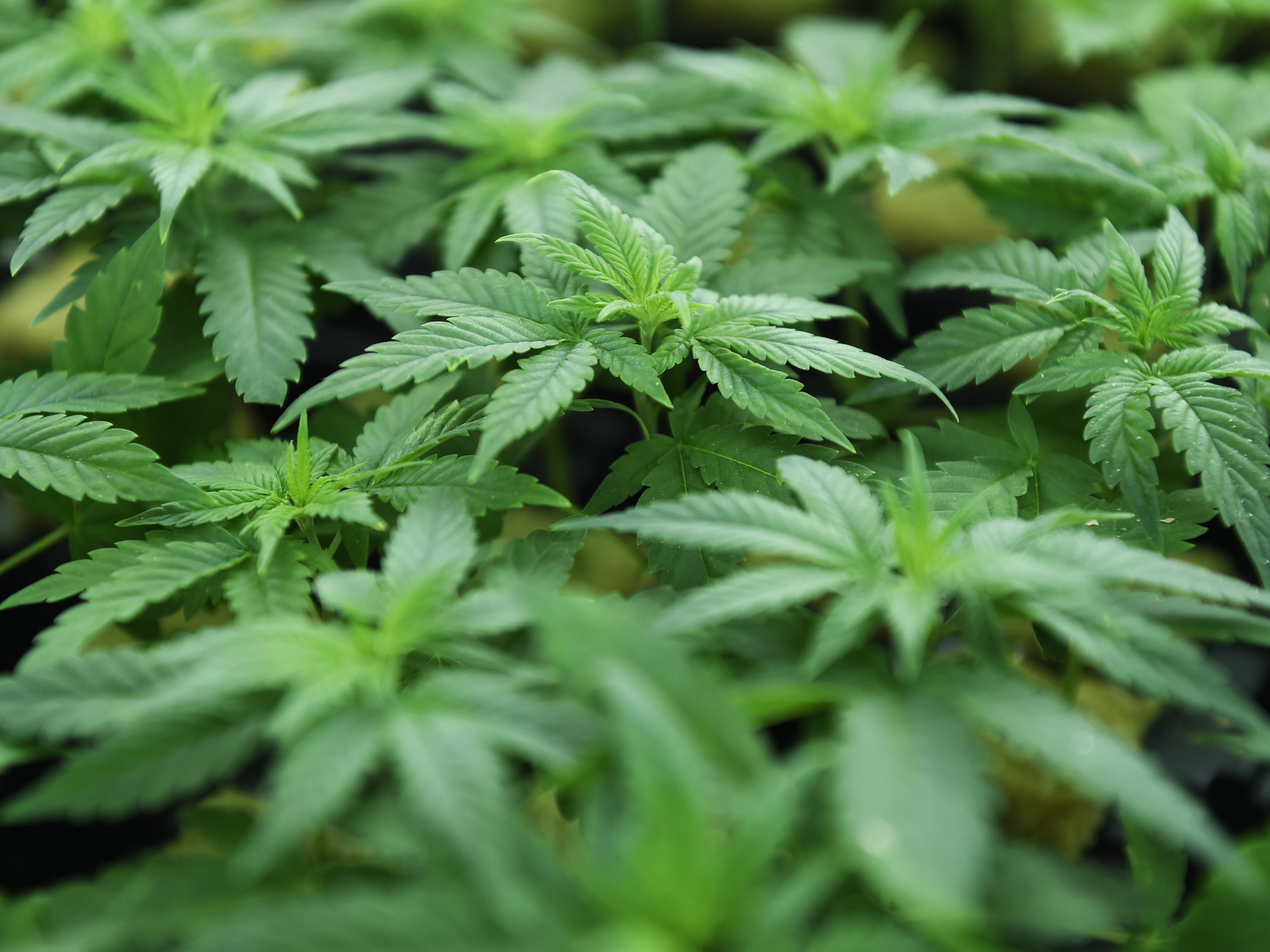 Cannabis bleibt laut dem Verfassungsgerichtshof weiter verboten. Cannabis bleibt laut dem Verfassungsgerichtshof weiter verboten.