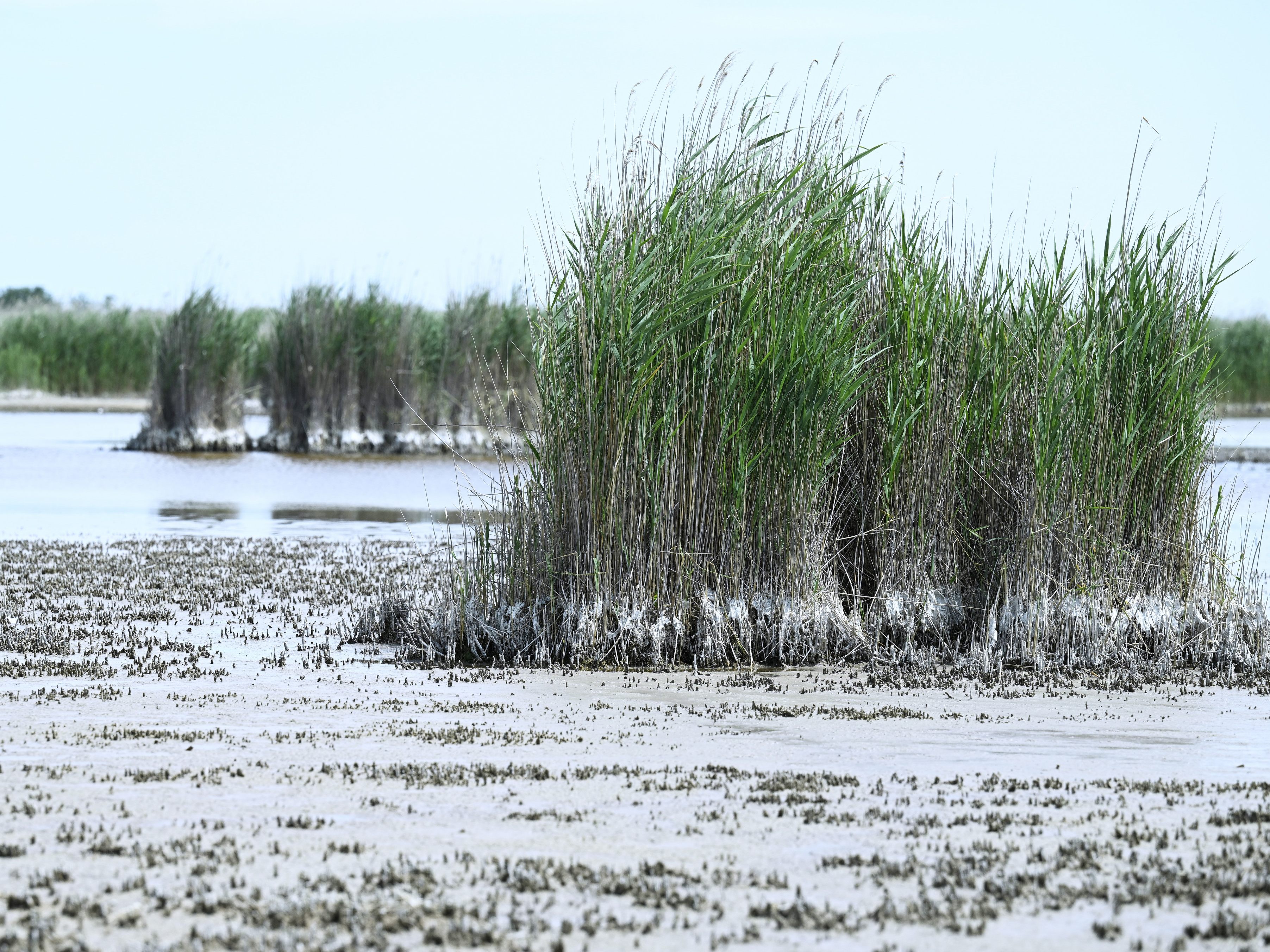 Die Hitzewelle hat den Wasserstand des Neusiedler Sees auf einen Rekordwert sinken lassen