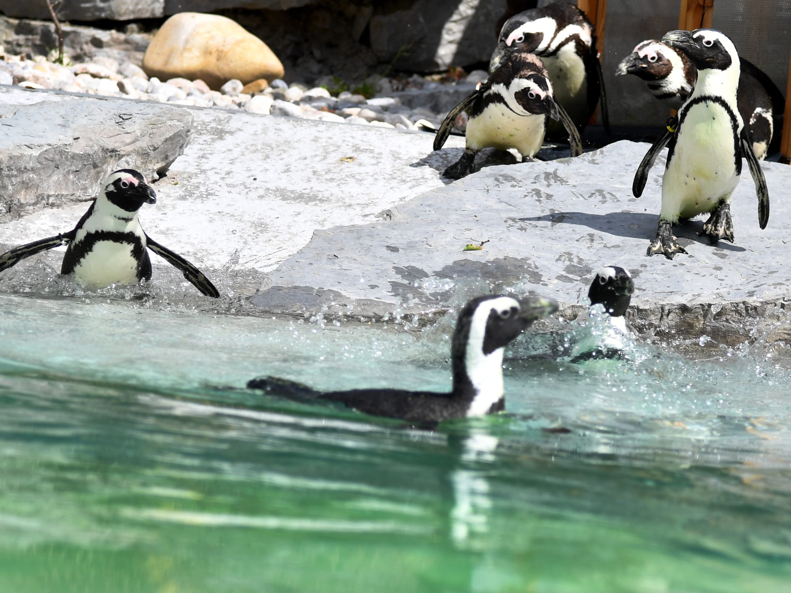 Junger Pinguin riss aus dem Zoo Salzburg aus. Junger Pinguin riss aus dem Zoo Salzburg aus.