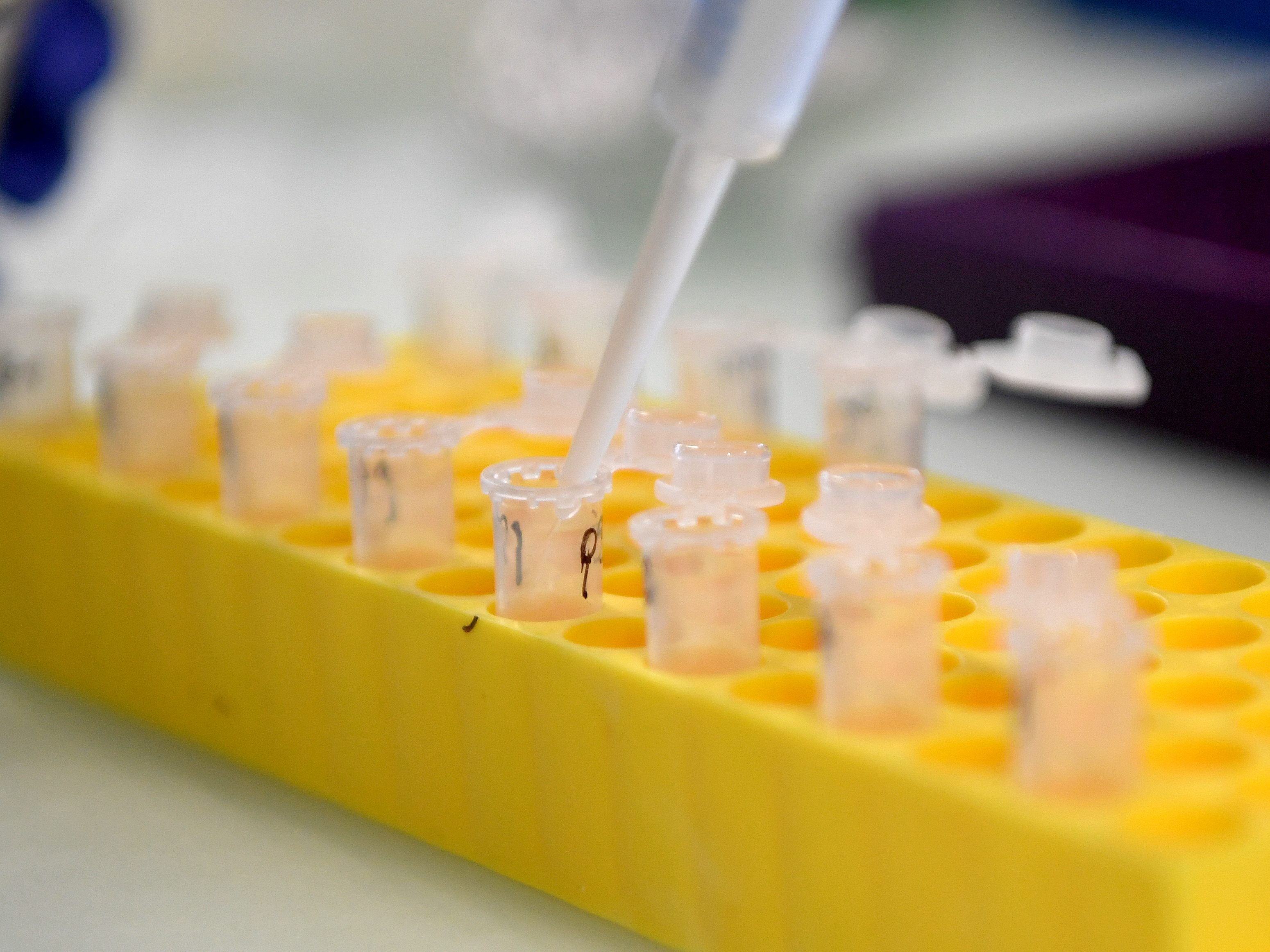 In Österreich wurde eine neue Subvariante des Coronavirus nachgewiesen.