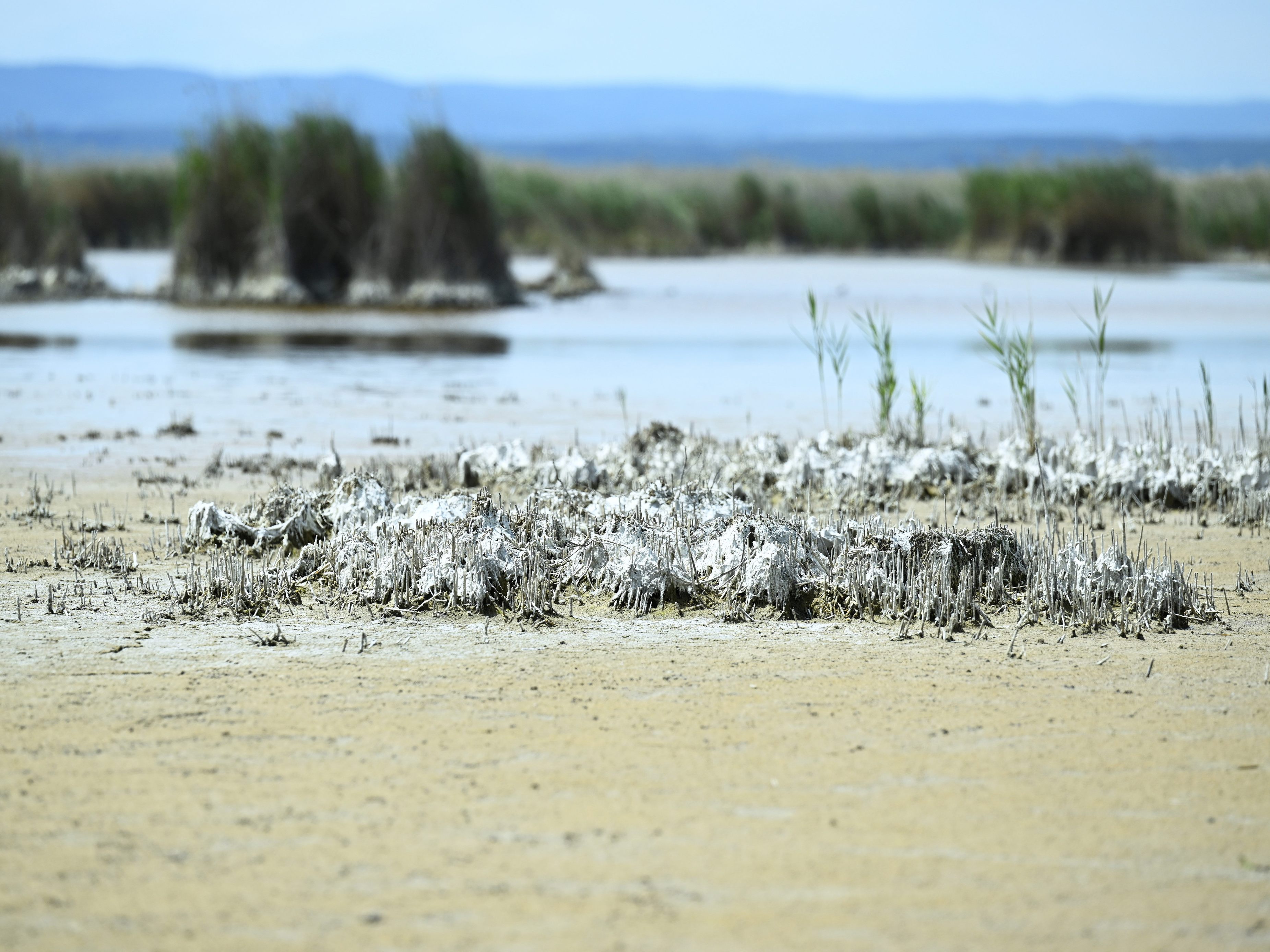 Dem Neusiedler See steht der tiefste Wasserstand seit 2003 bevor.