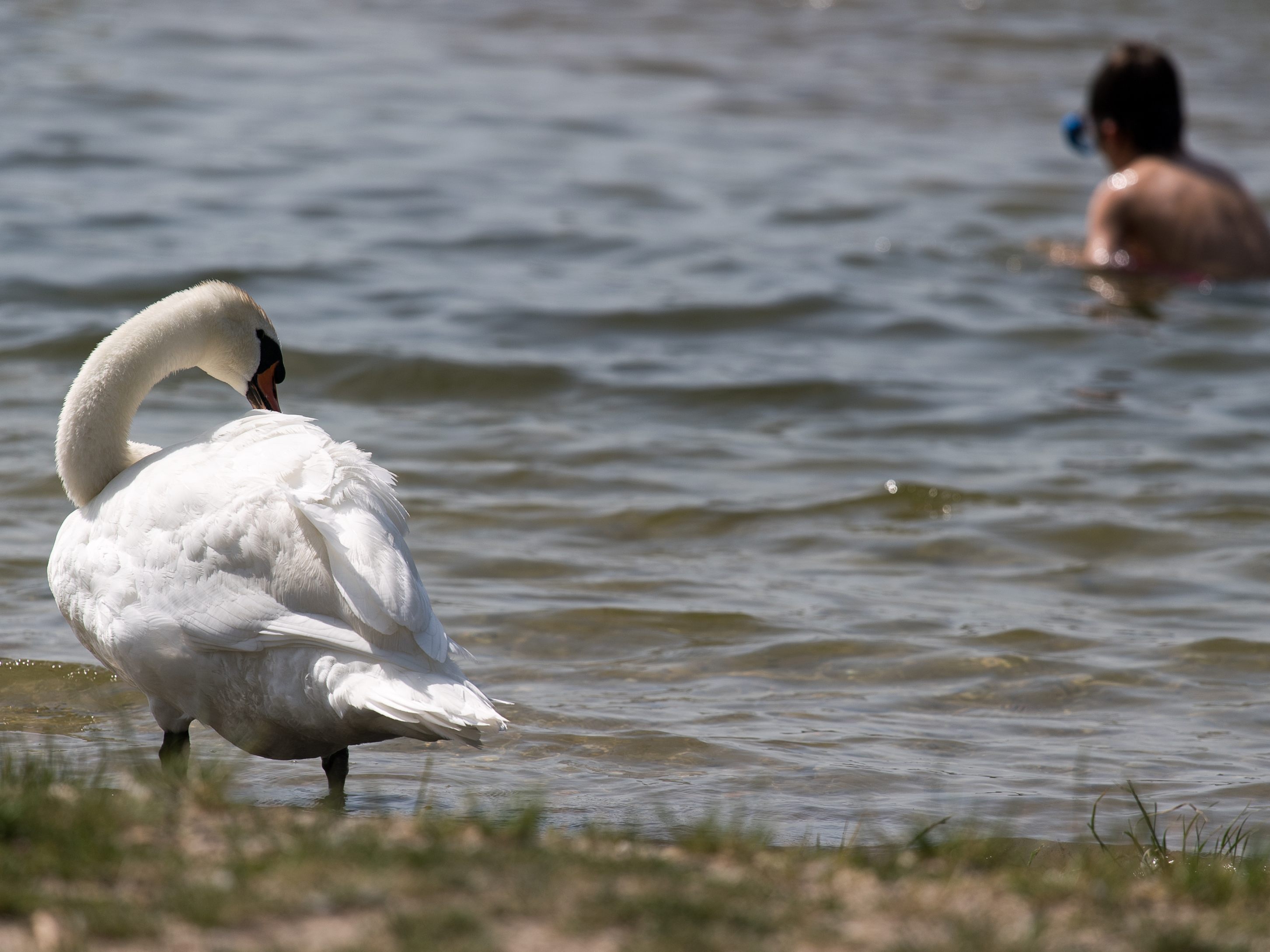 Ein Tierquäler soll an der Neuen Donau in Wien einen Schwan getötet haben.