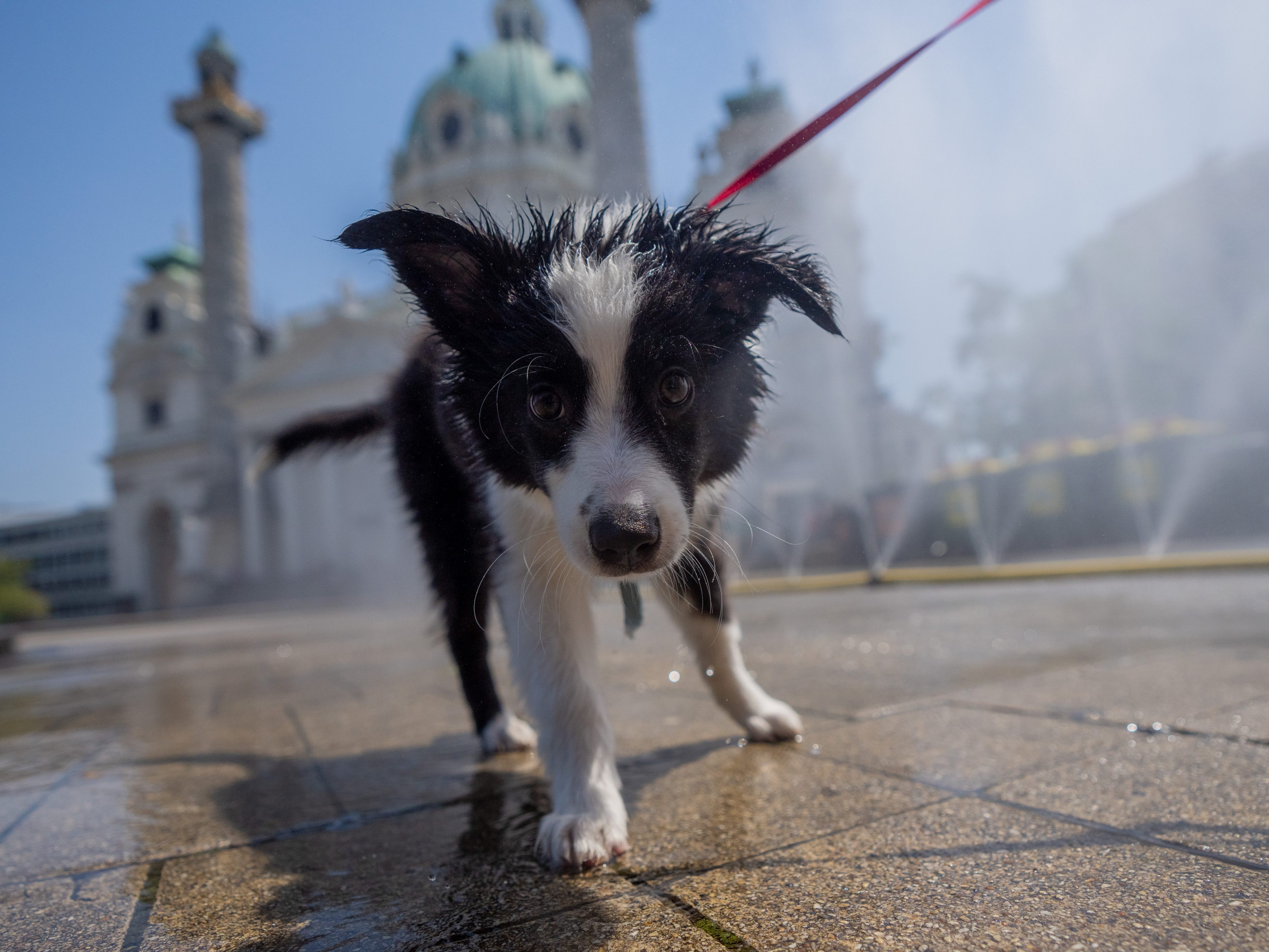 Die Stadt Wien kündigte am Sonntag an, die Hundeabgabe für Tiere aus dem Tierheim für drei Jahre entfallen zu lassen. Die Stadt Wien kündigte am Sonntag an, die Hundeabgabe für Tiere aus dem Tierheim für drei Jahre entfallen zu lassen.