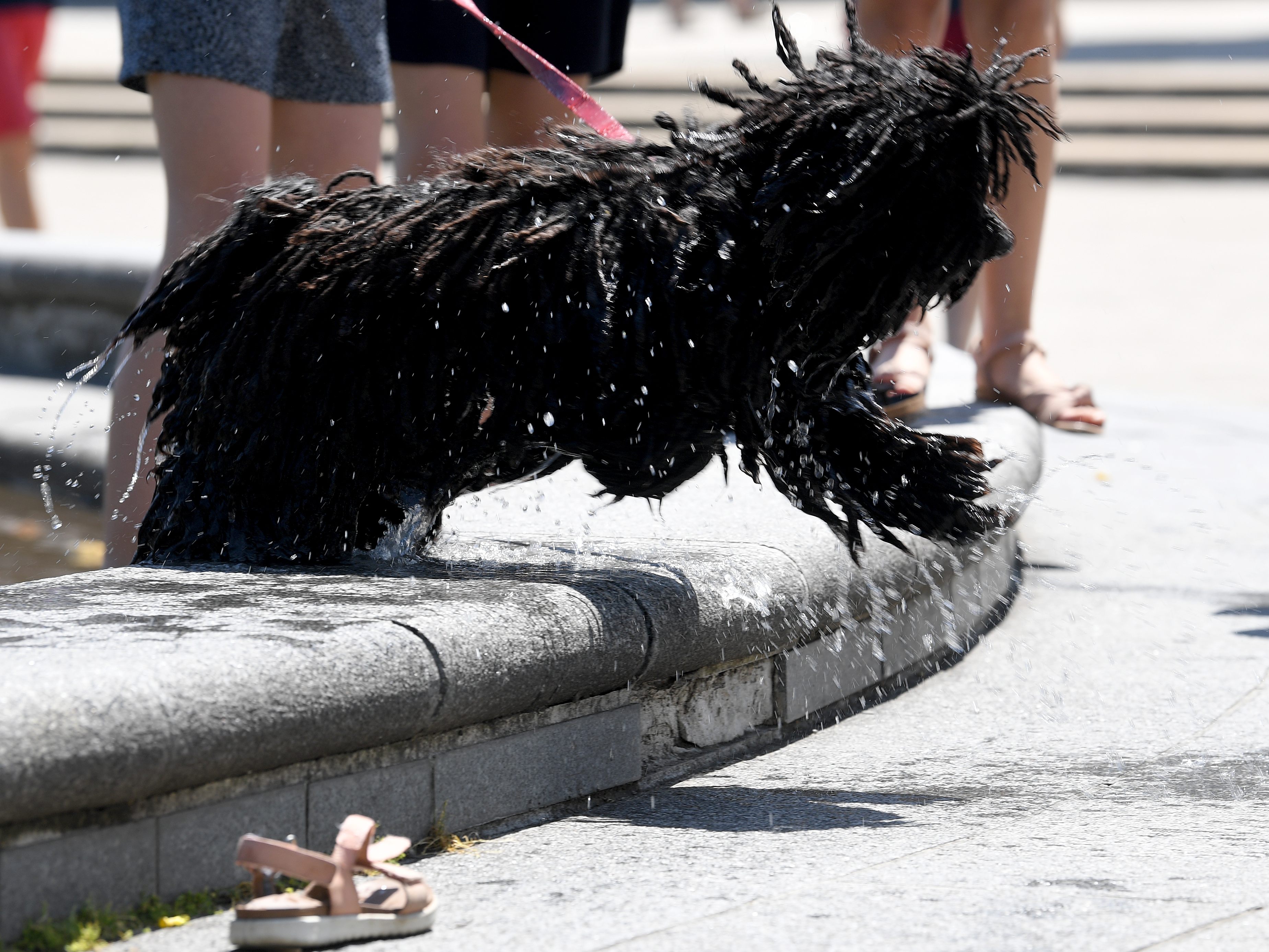 Personen, die Hund aus Wiener Tierheim abholen und übernehmen, könnten sich in Zukunft Hundeabgabe für drei Jahre ersparen. Personen, die Hund aus Wiener Tierheim abholen und übernehmen, könnten sich in Zukunft Hundeabgabe für drei Jahre ersparen.