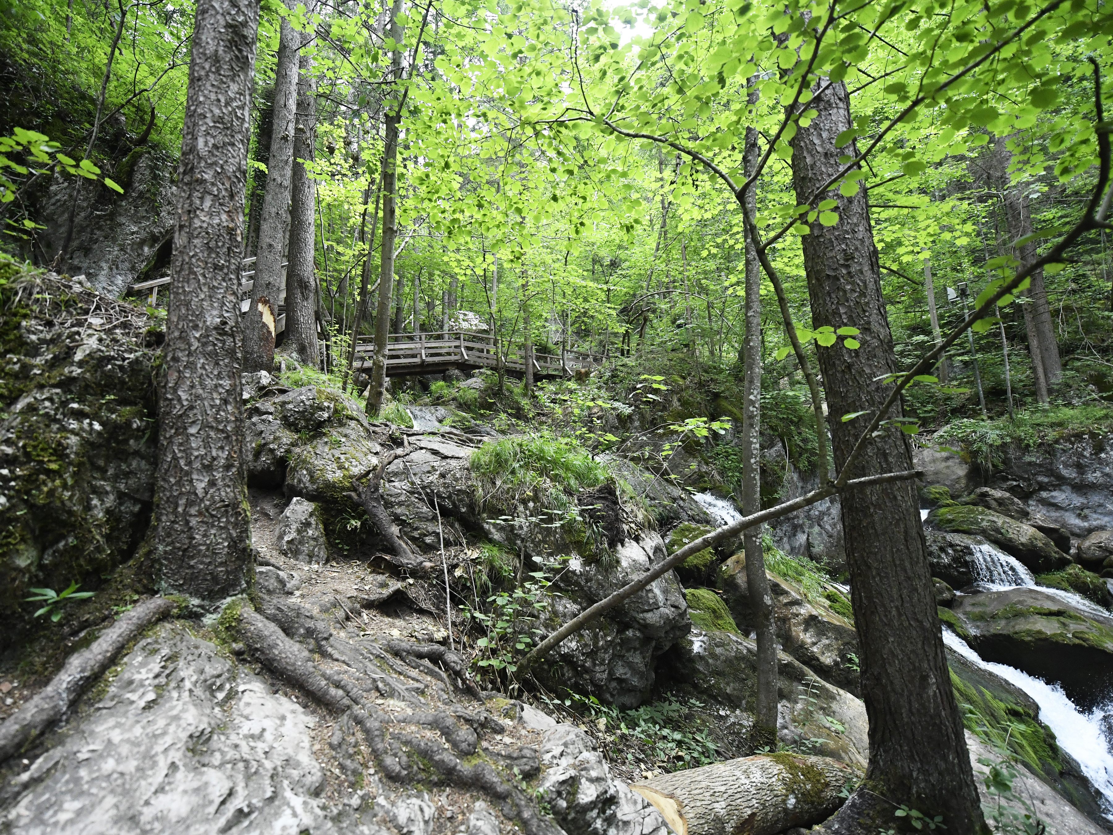 Trotz negativer Einflüsse ist die Waldfläche in Österreich gewachsen.