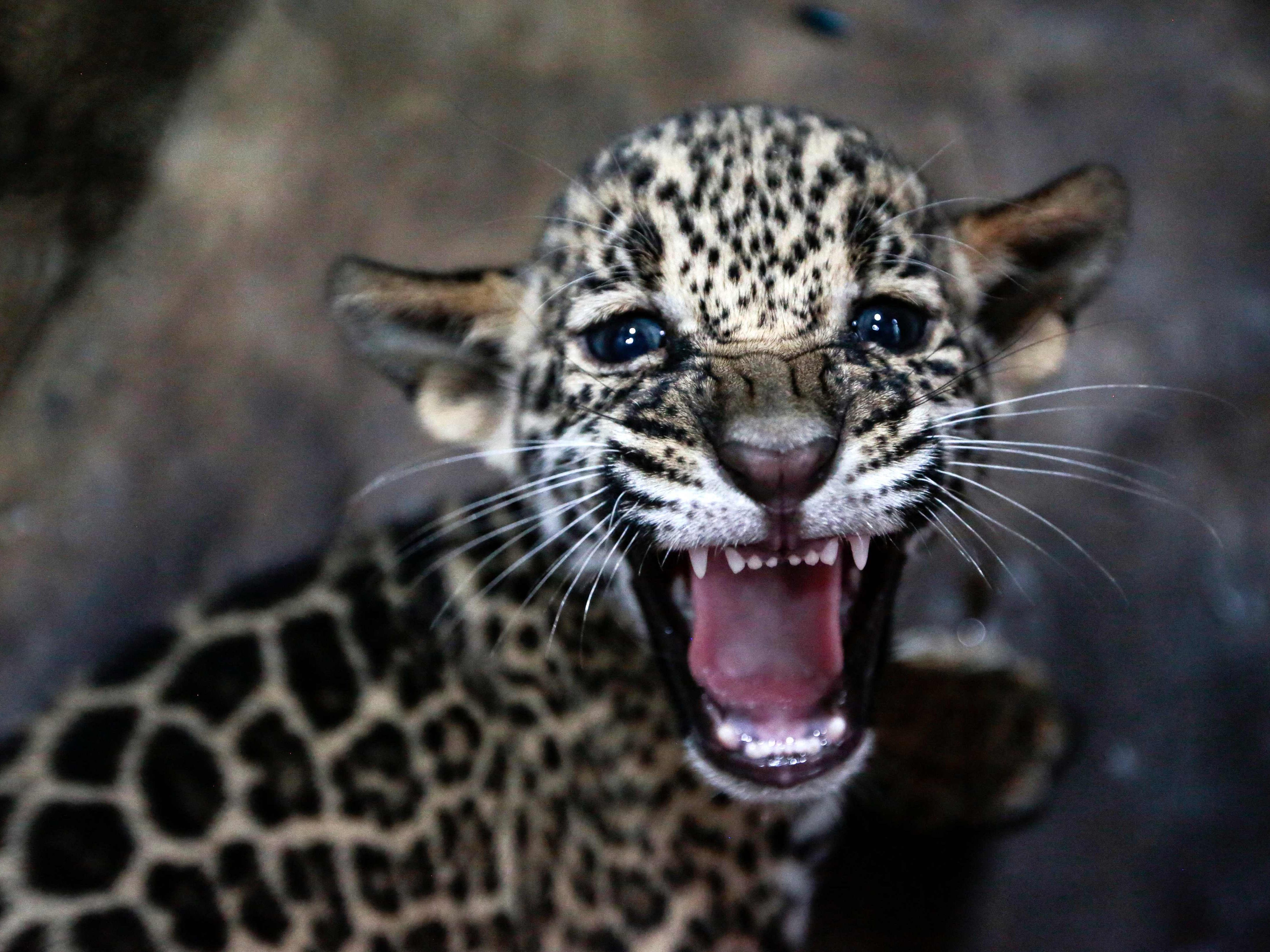 So süß! Dieser Jaguar wurde im Zoo Managua geboren.