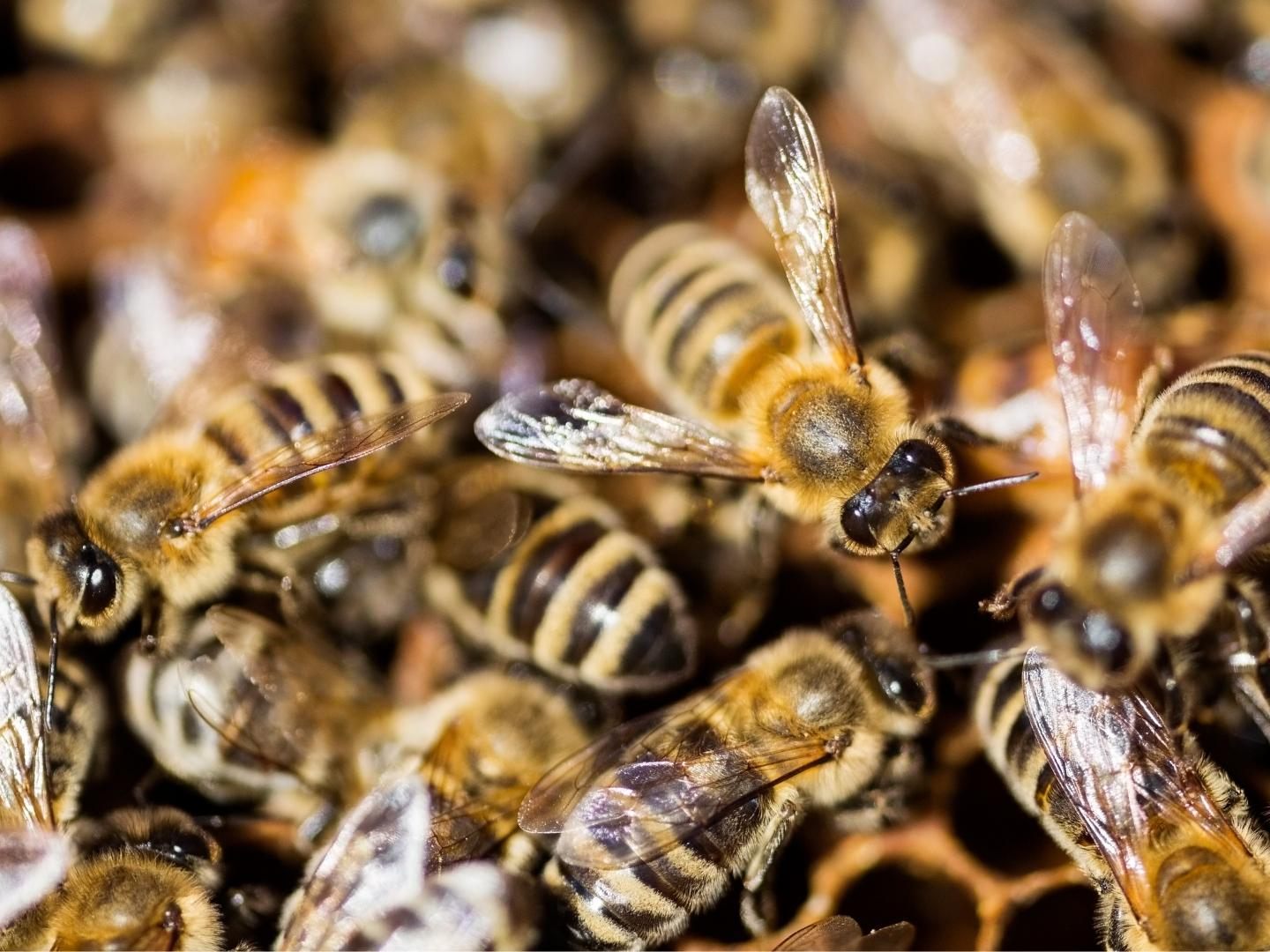 Bienenschwarm sorgte für Aufregung.