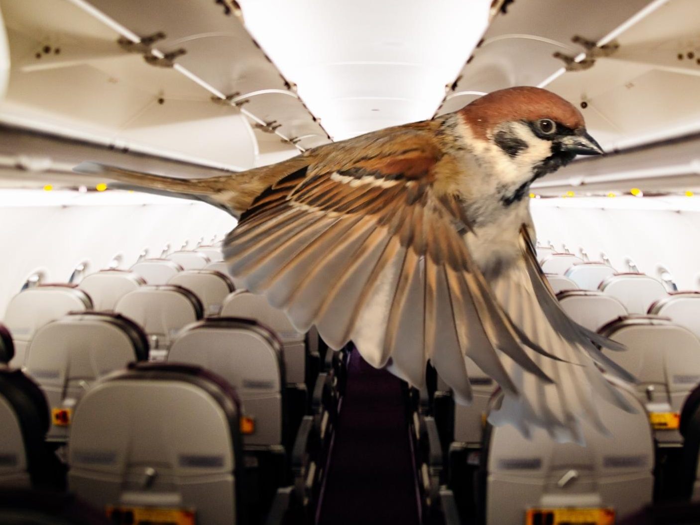 Spatz in Flugzeug