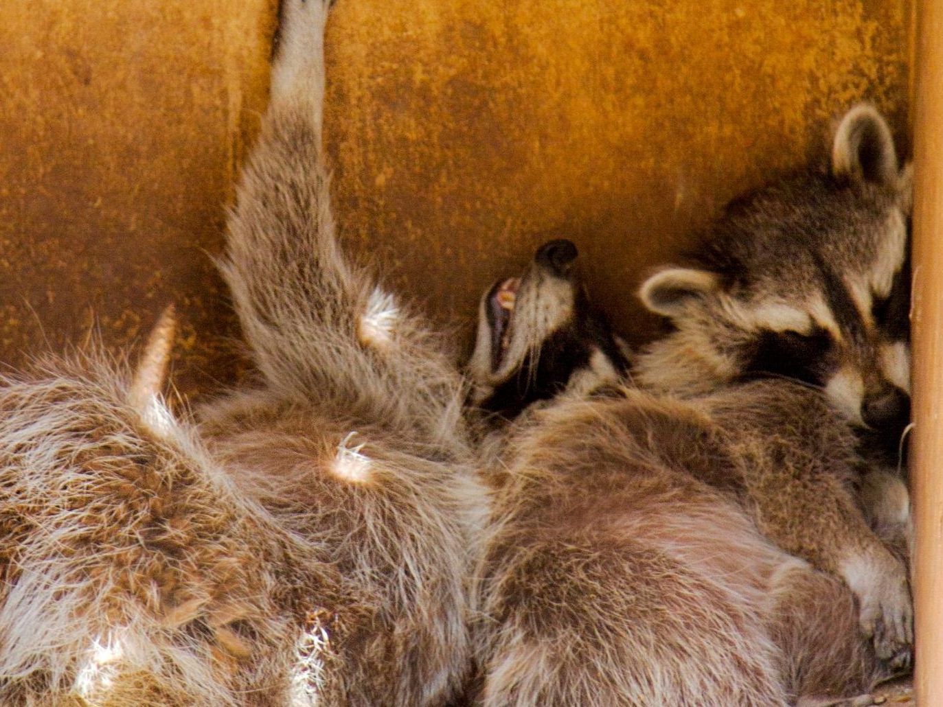 Waschbär hat sich betrunken