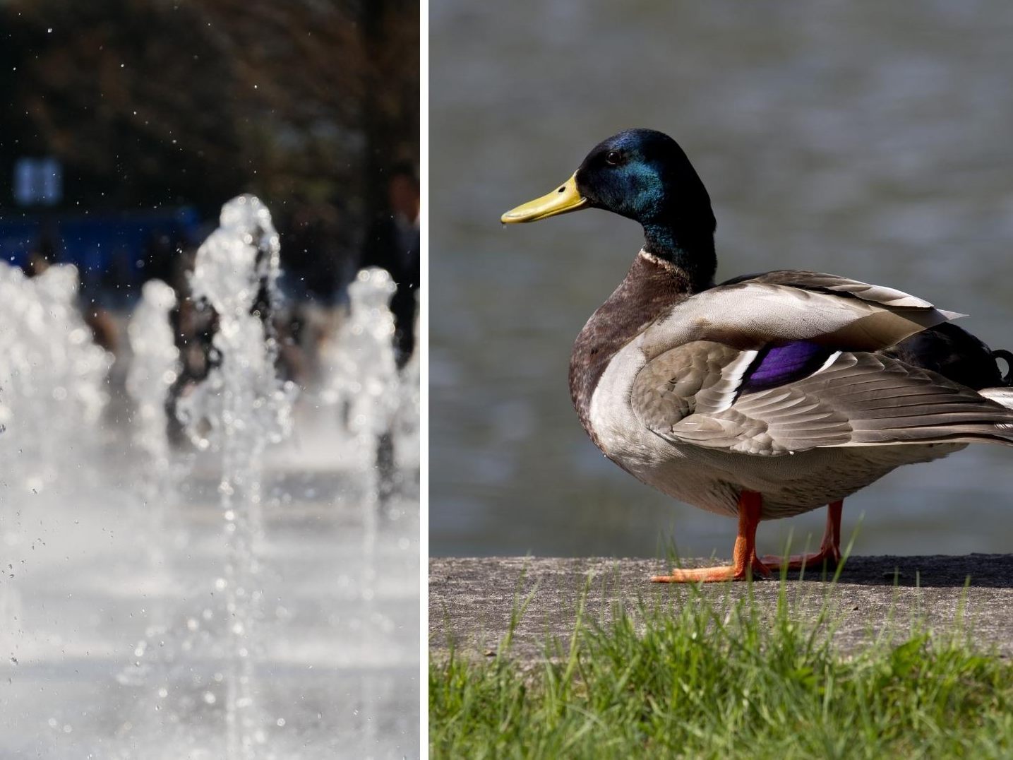 Großer Schock für kleine Ente.