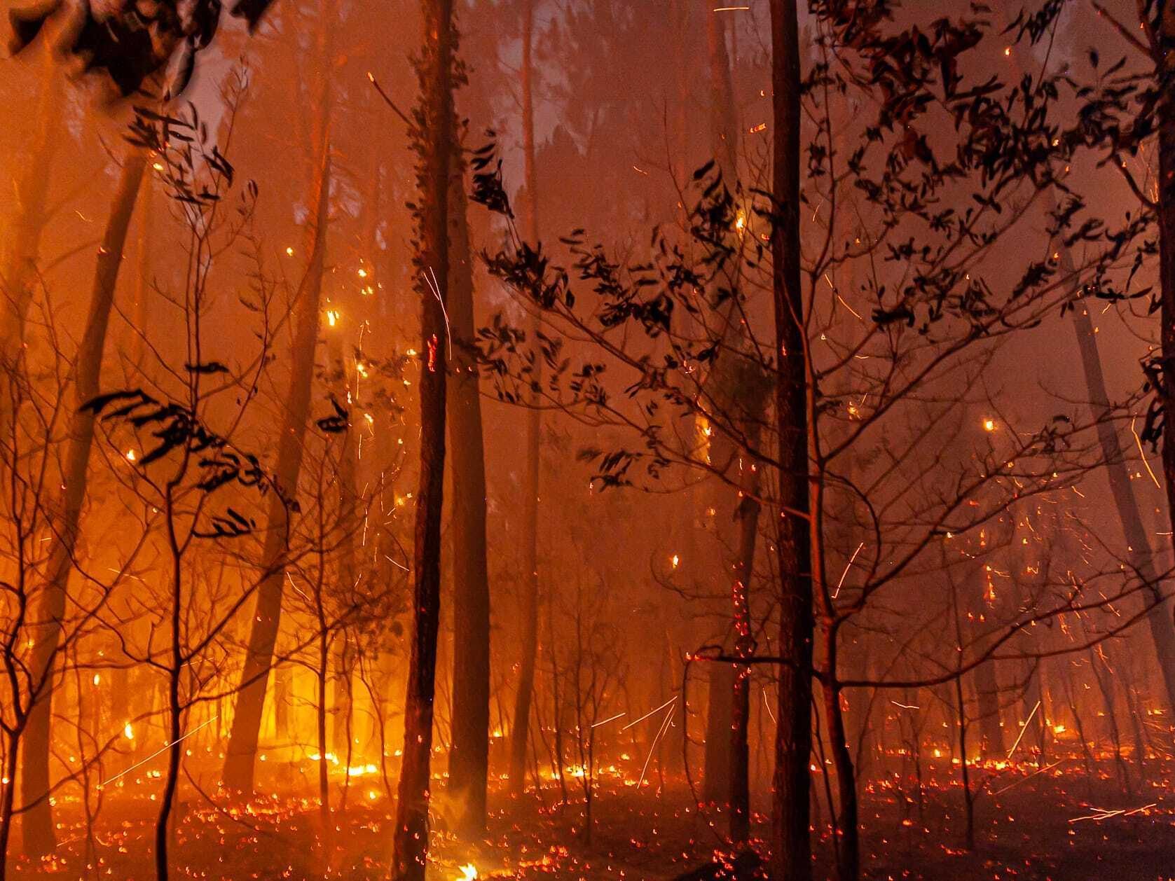 Waldbrände plagen Frankreich und Spanien derzeit. Hoch "Jürgen" soll die Hitze und Waldbrandgefahr kommende Woche auch nach Österreich bringen.