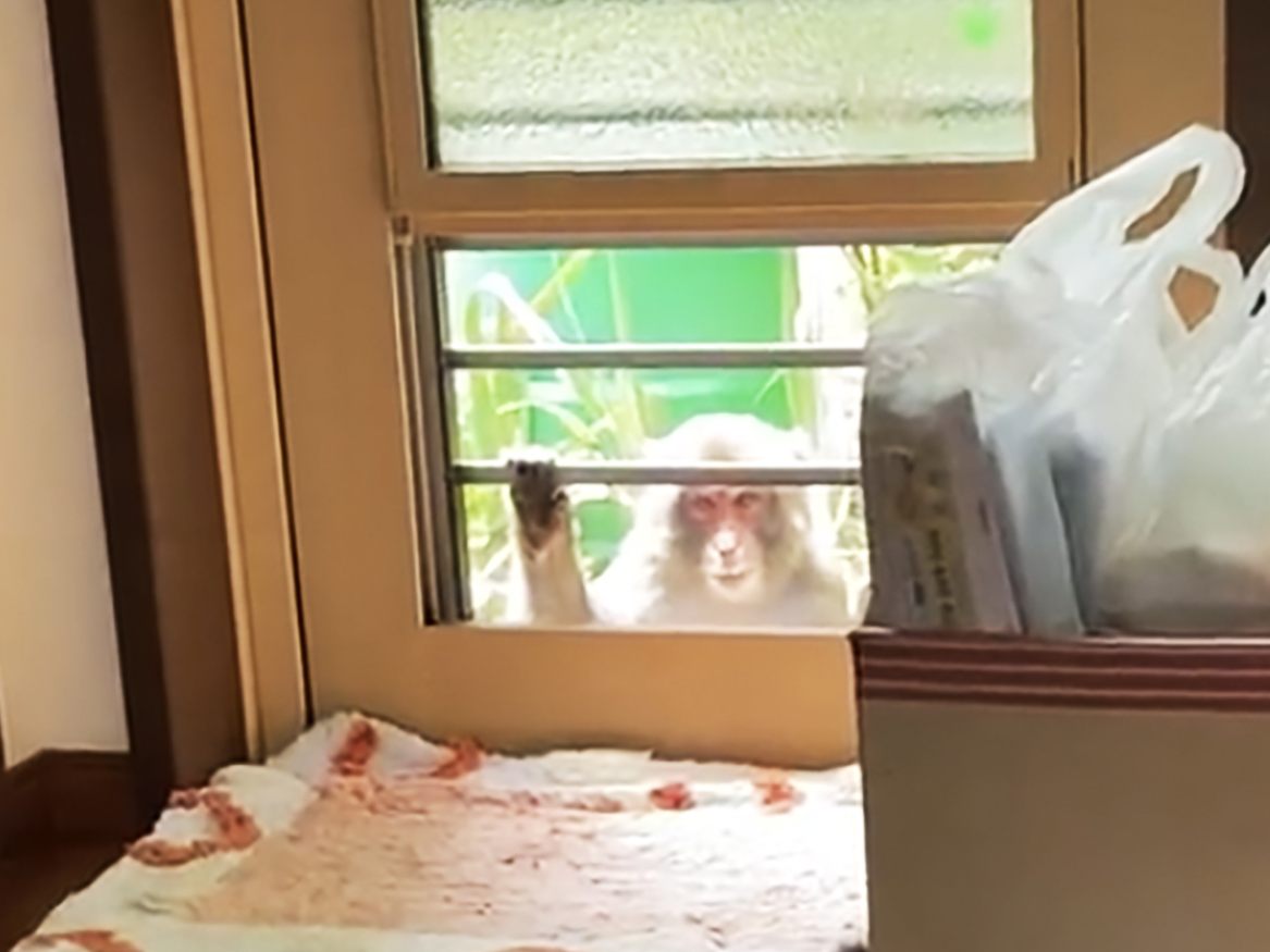 Ein Makake spitzelt durch ein Fenster in Yamaguchi.