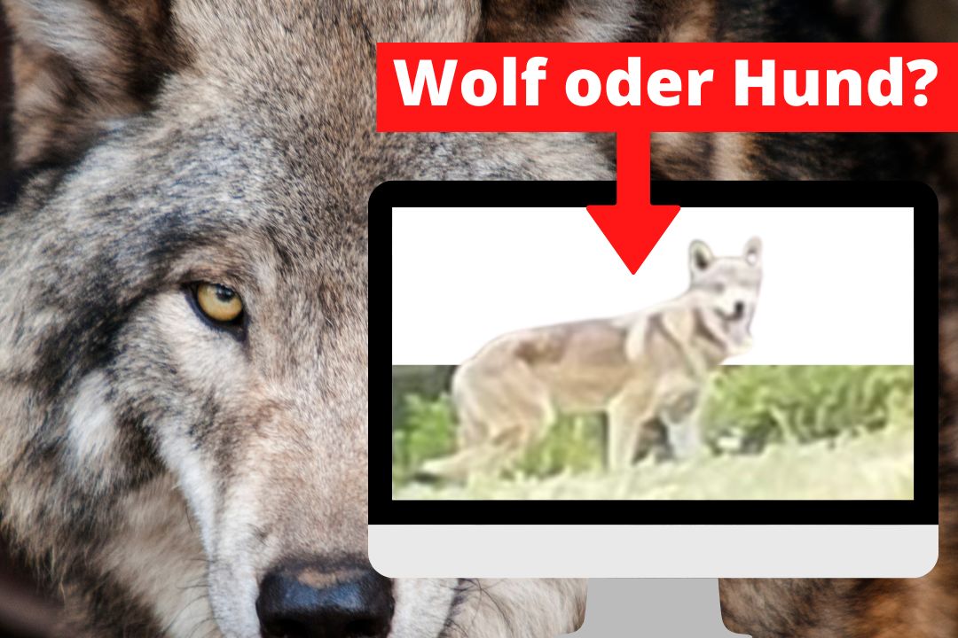 Wolf oder Hund? Wolf oder Hund?
