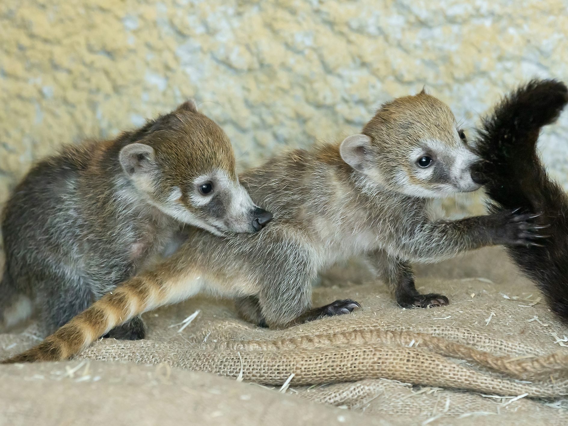 Süßer Nasenbär-Nachwuchs in Wiener Zoo.