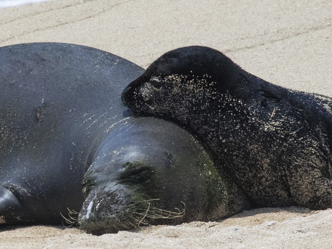 Hawaii-Mönchsrobben sind eine auf Hawaii heimische, aber vom Aussterben bedrohte Art.
