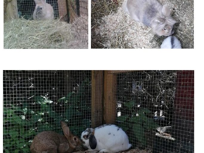Kaninchen entlaufen