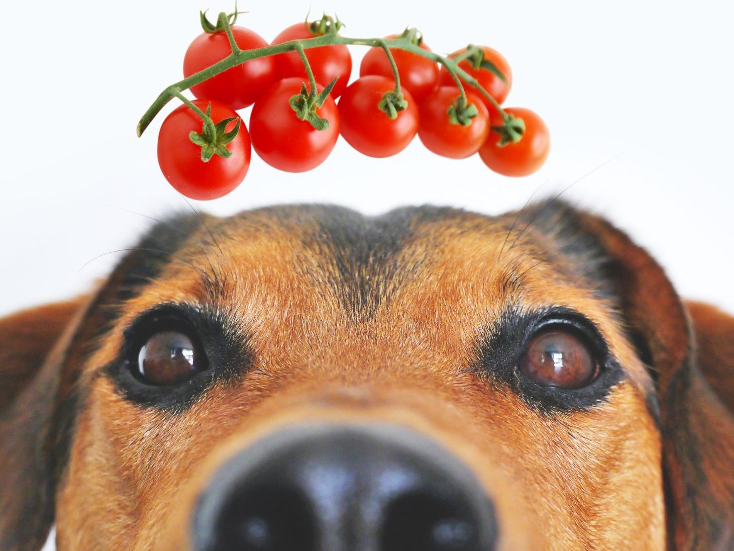 Tomatensnack für Hunde - gesund oder nicht?