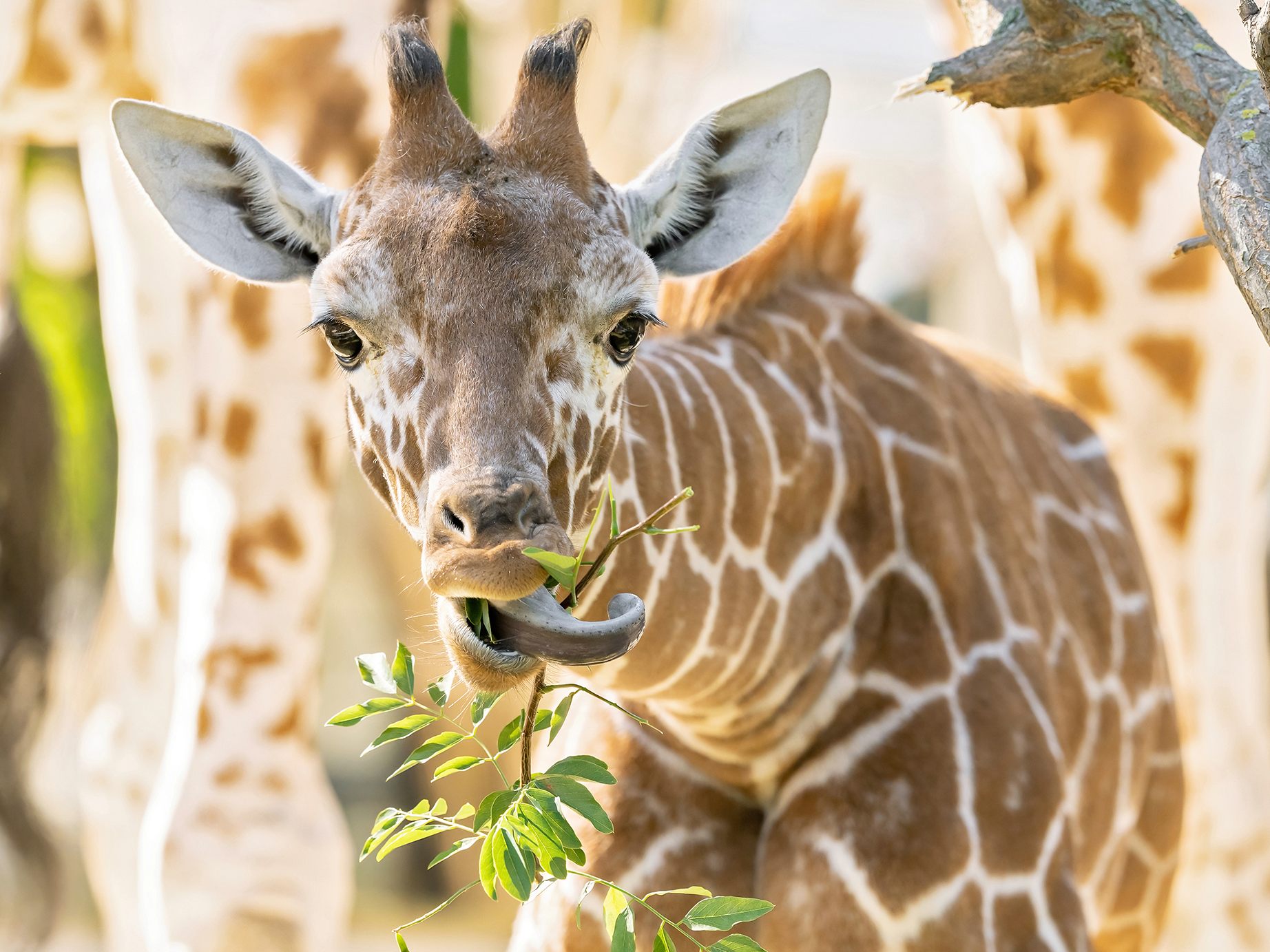 Das Giraffen-Jungtier "Amari" im Wiener Tiergarten wird ein halbes Jahr alt