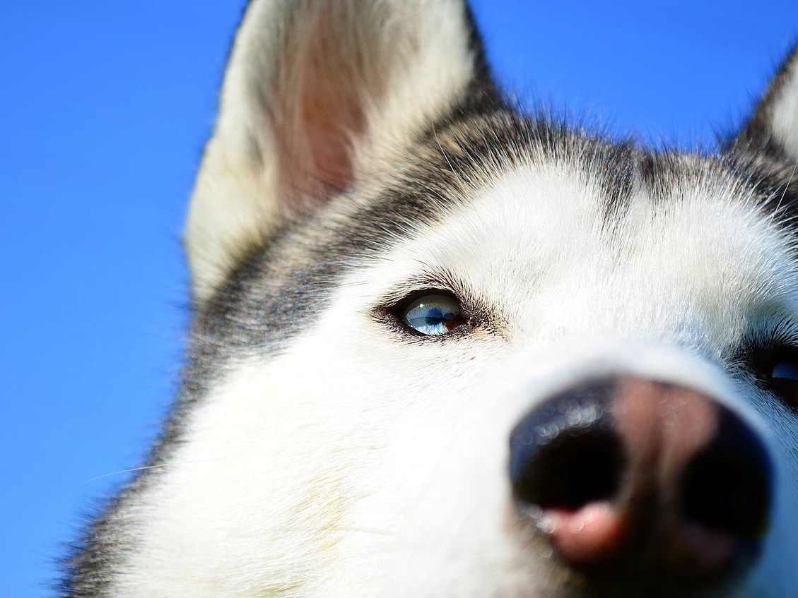 Hunde in NÖ unter unwürdigen Umständen gehalten und verkauft. Hunde in NÖ unter unwürdigen Umständen gehalten und verkauft.