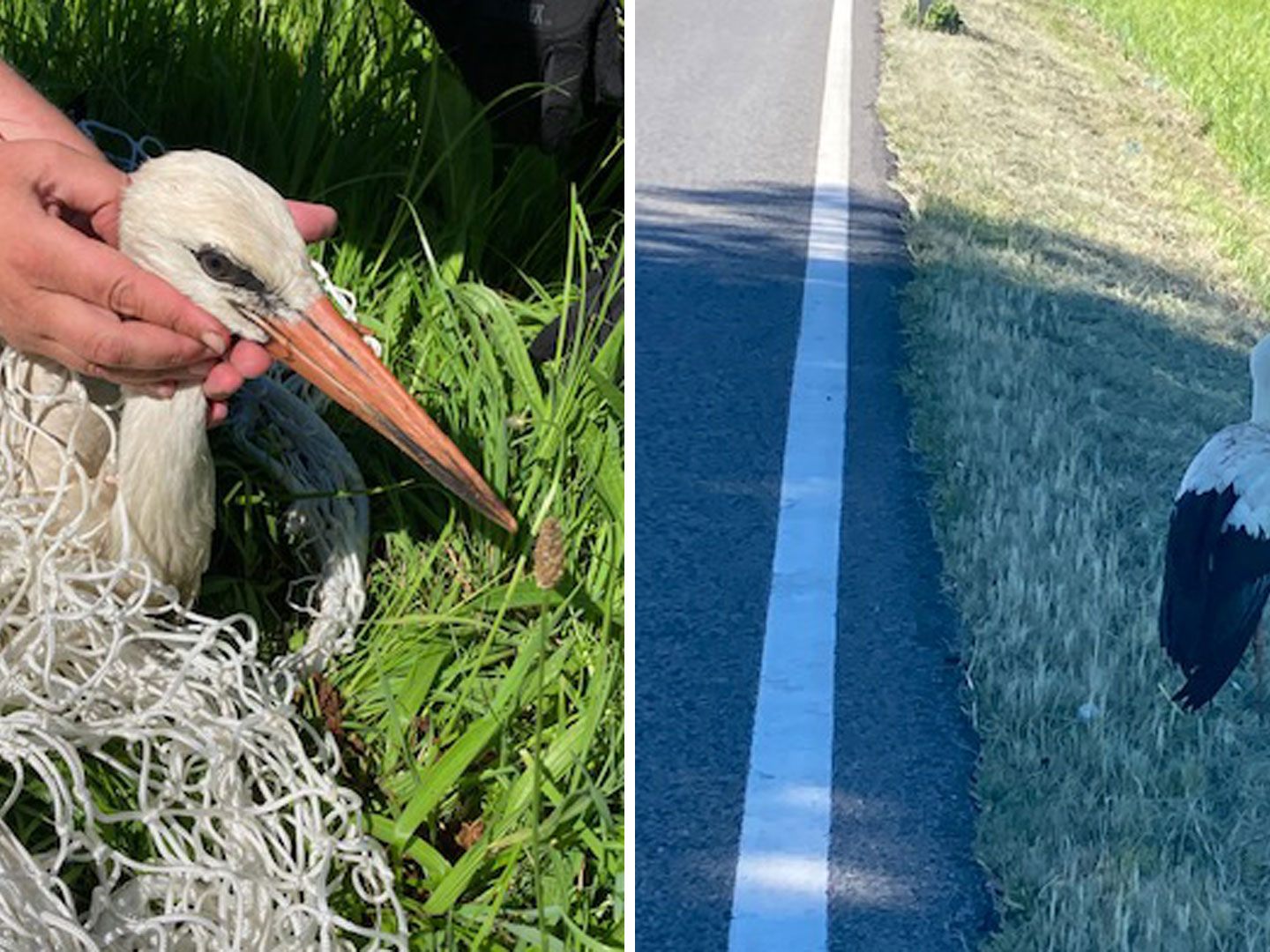 Die Beamten konnten ein Storch retten. Die Beamten konnten ein Storch retten.