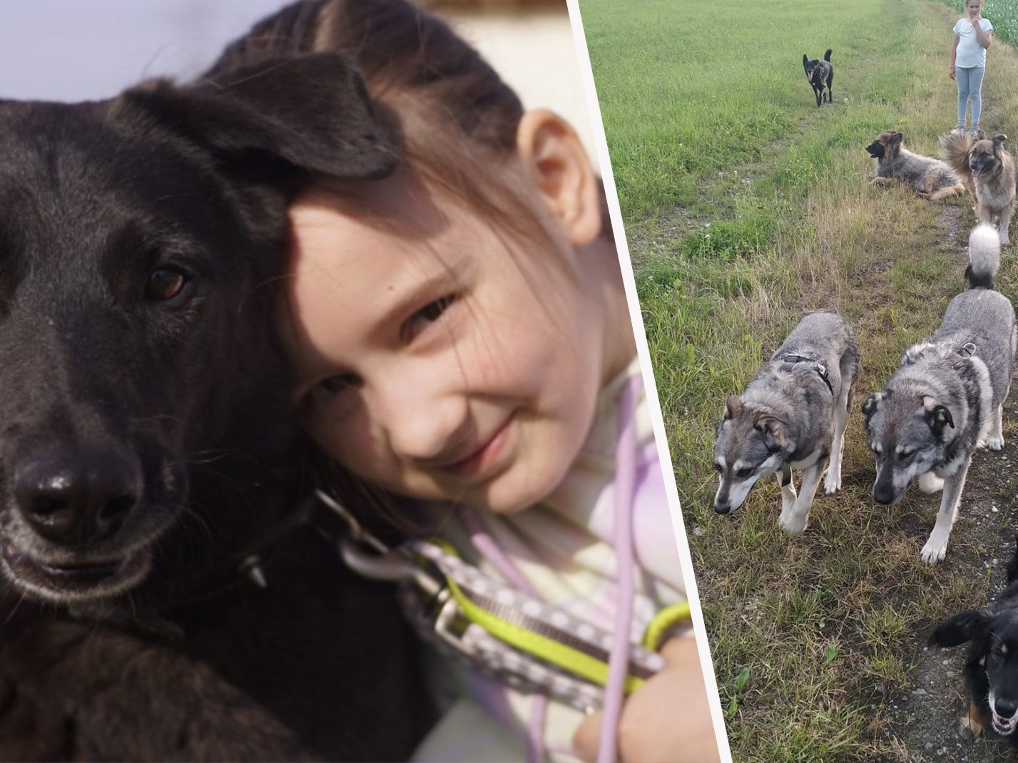 Vier Hunde suchen ein neues zu Hause. Vier Hunde suchen ein neues zu Hause.