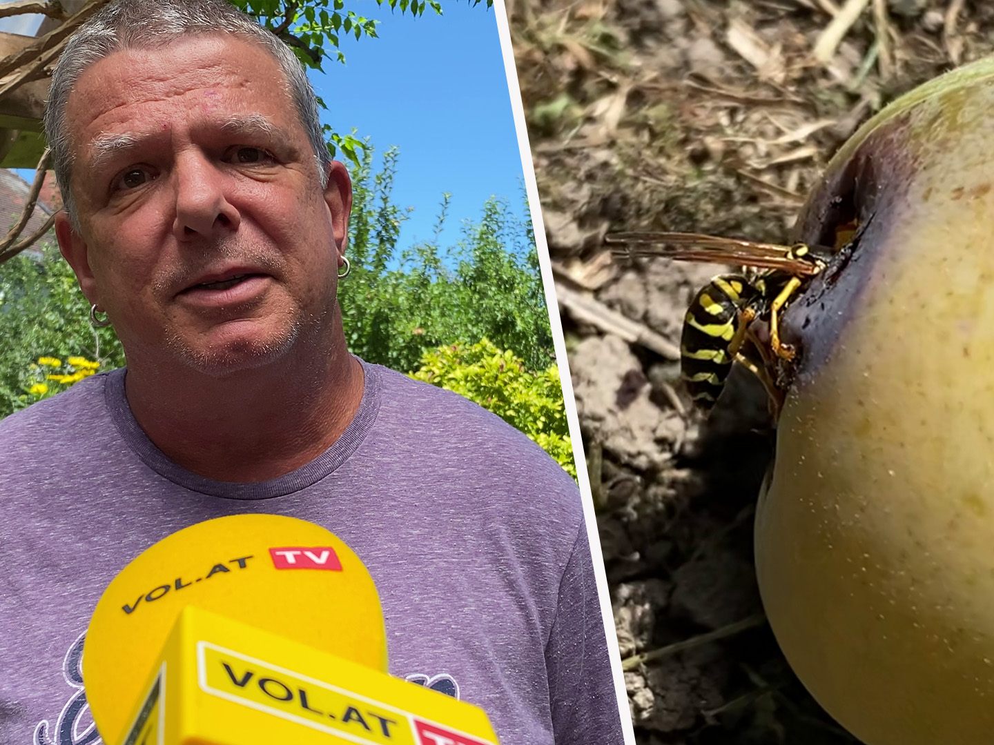 Klaus Zimmermann kennt sich aus, wenn es um Wespen geht. Klaus Zimmermann kennt sich aus, wenn es um Wespen geht.