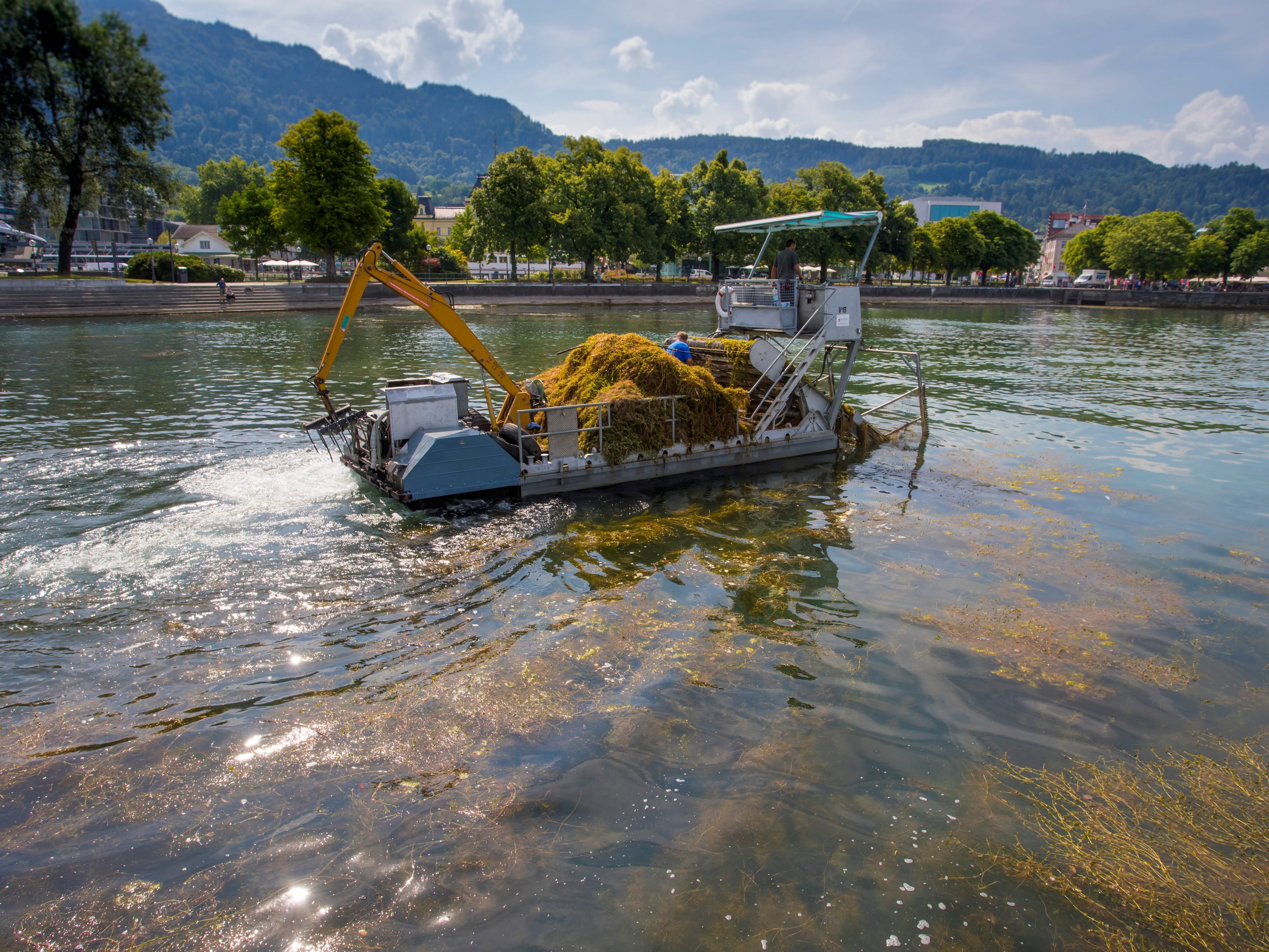 Niedrigwasser lässt Seegras schneller wachsen Niedrigwasser lässt Seegras schneller wachsen