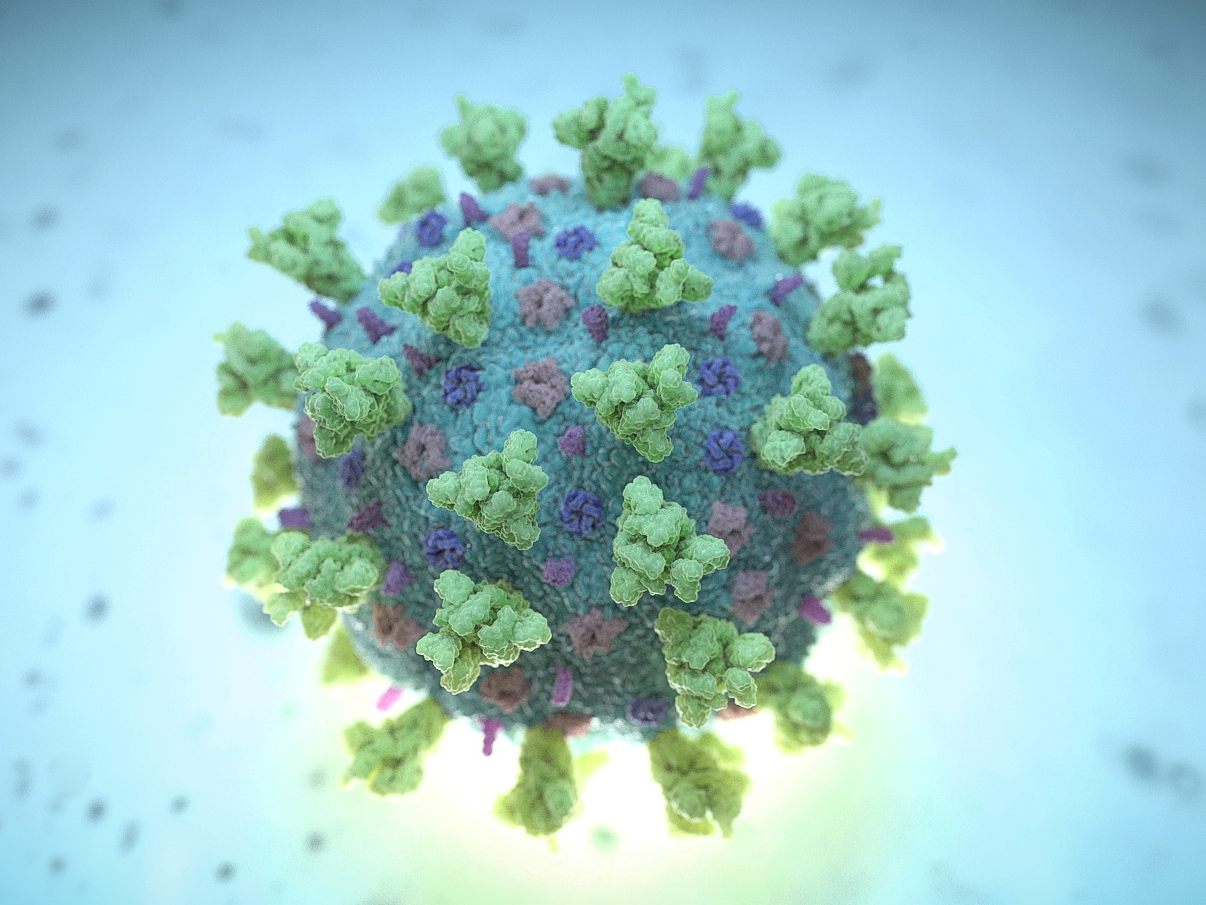 Wien Forscher haben Coronavirus-Infektionenim Tierreich untersucht. Wien Forscher haben Coronavirus-Infektionenim Tierreich untersucht.