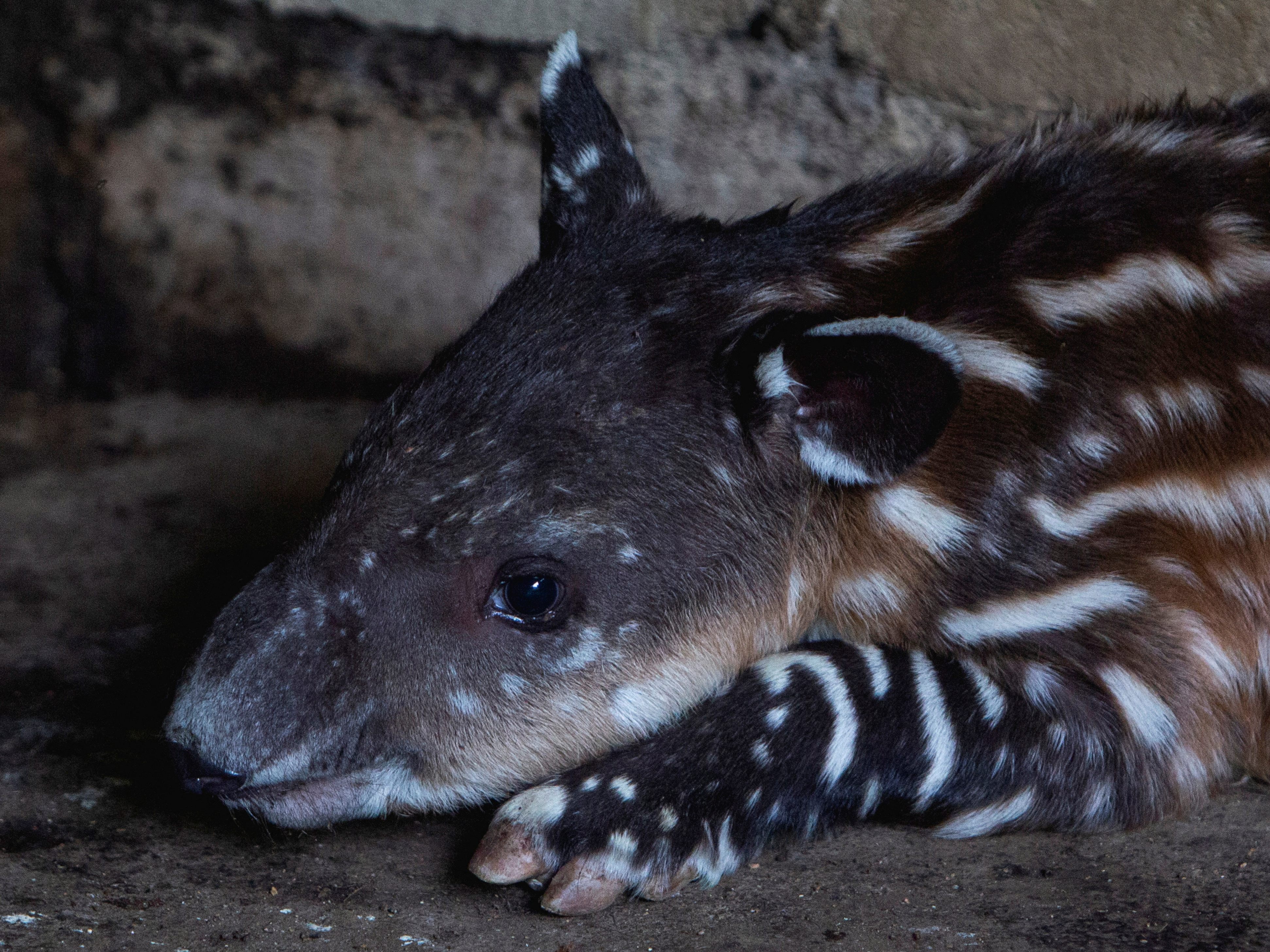 Nachwuchs im Zoo von Nicaragua.